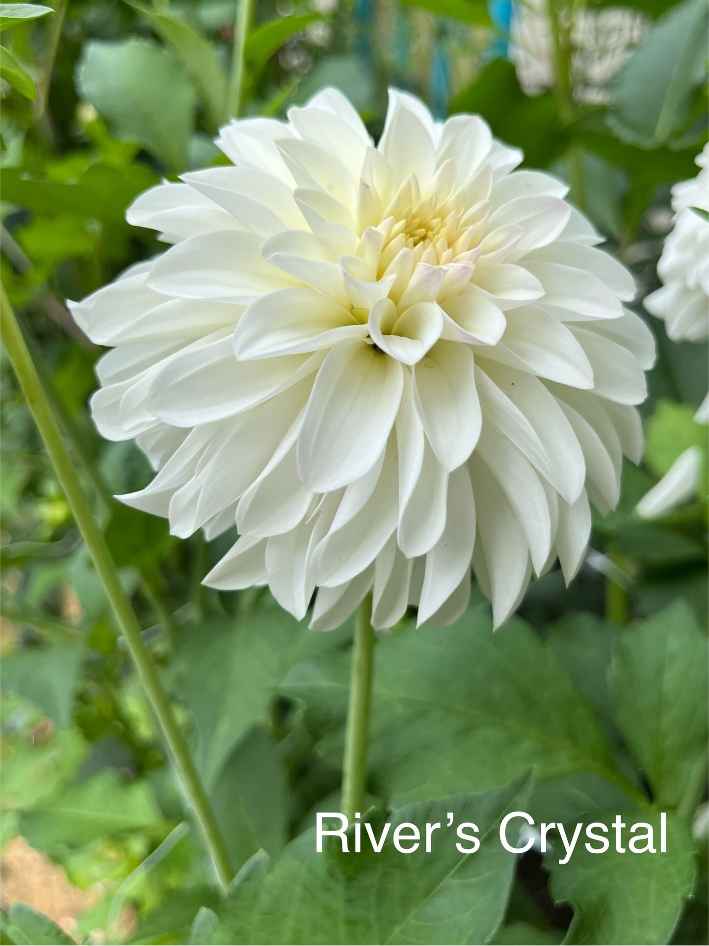 River’s Crystal Rooted Cutting - LOCAL PICK UP ONLY