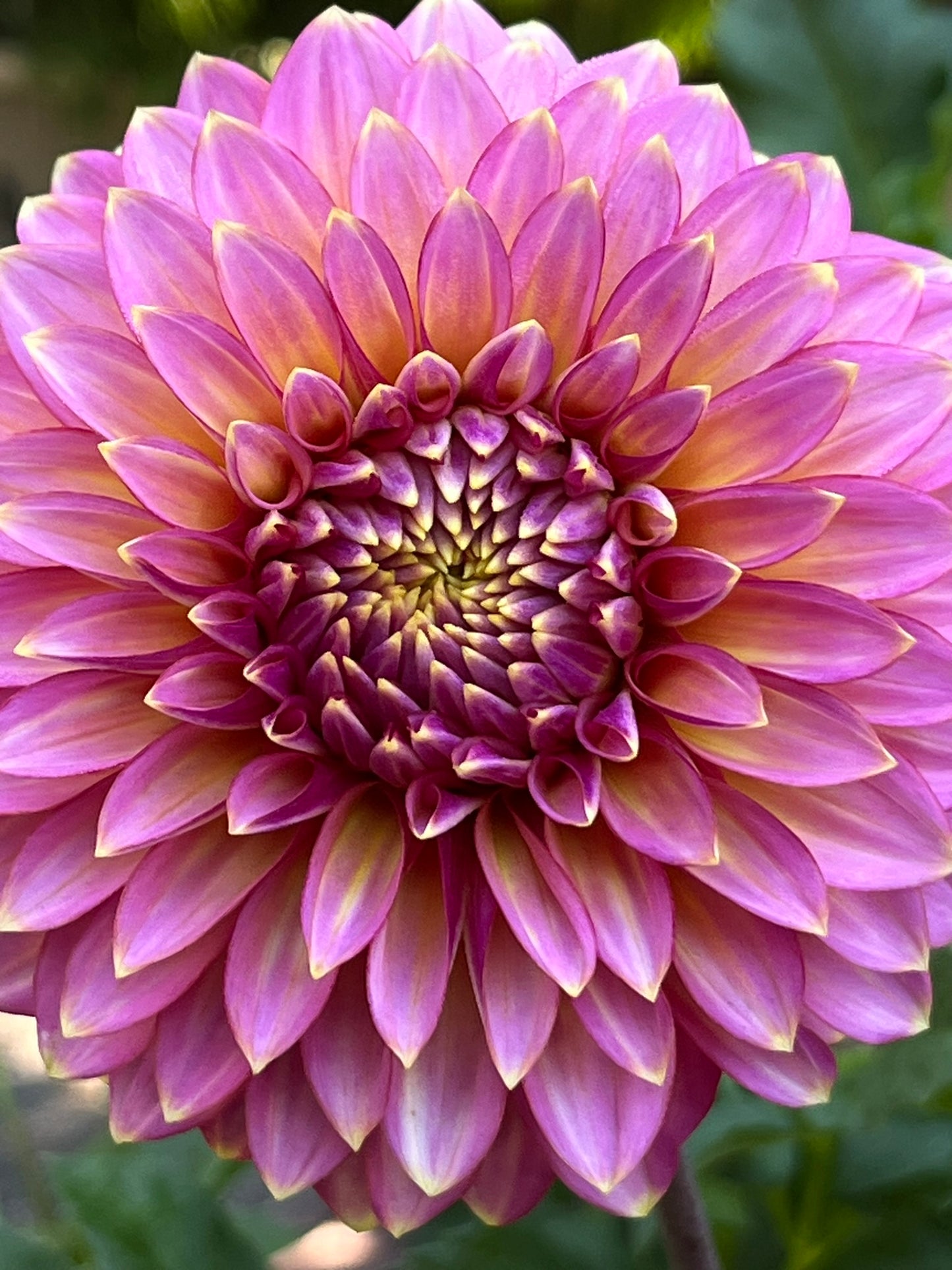 Bloomquist Mojo Rooted Cutting - LOCAL PICK UP ONLY