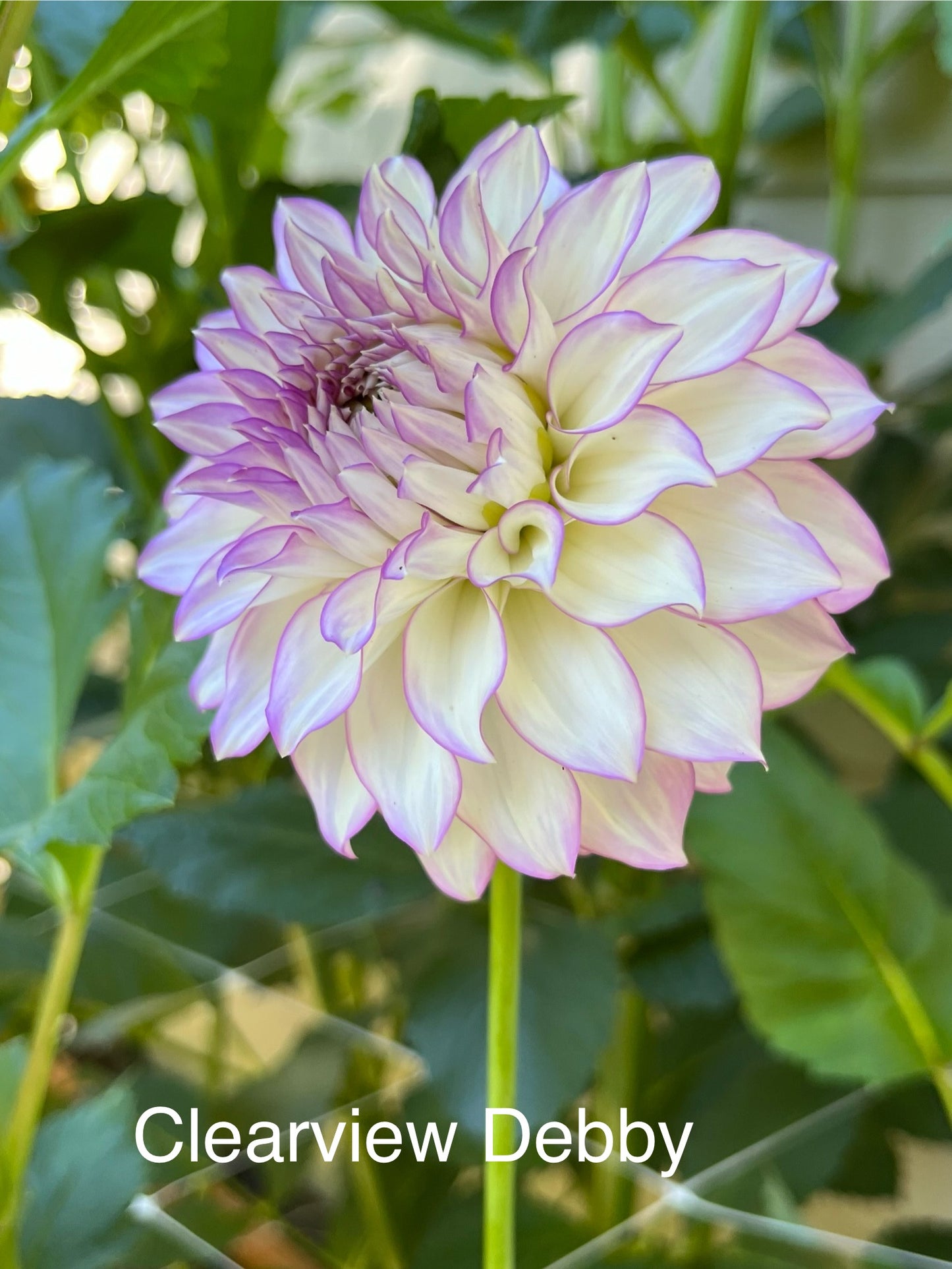 Clearview Debby Rooted Cutting - LOCAL PICK UP ONLY