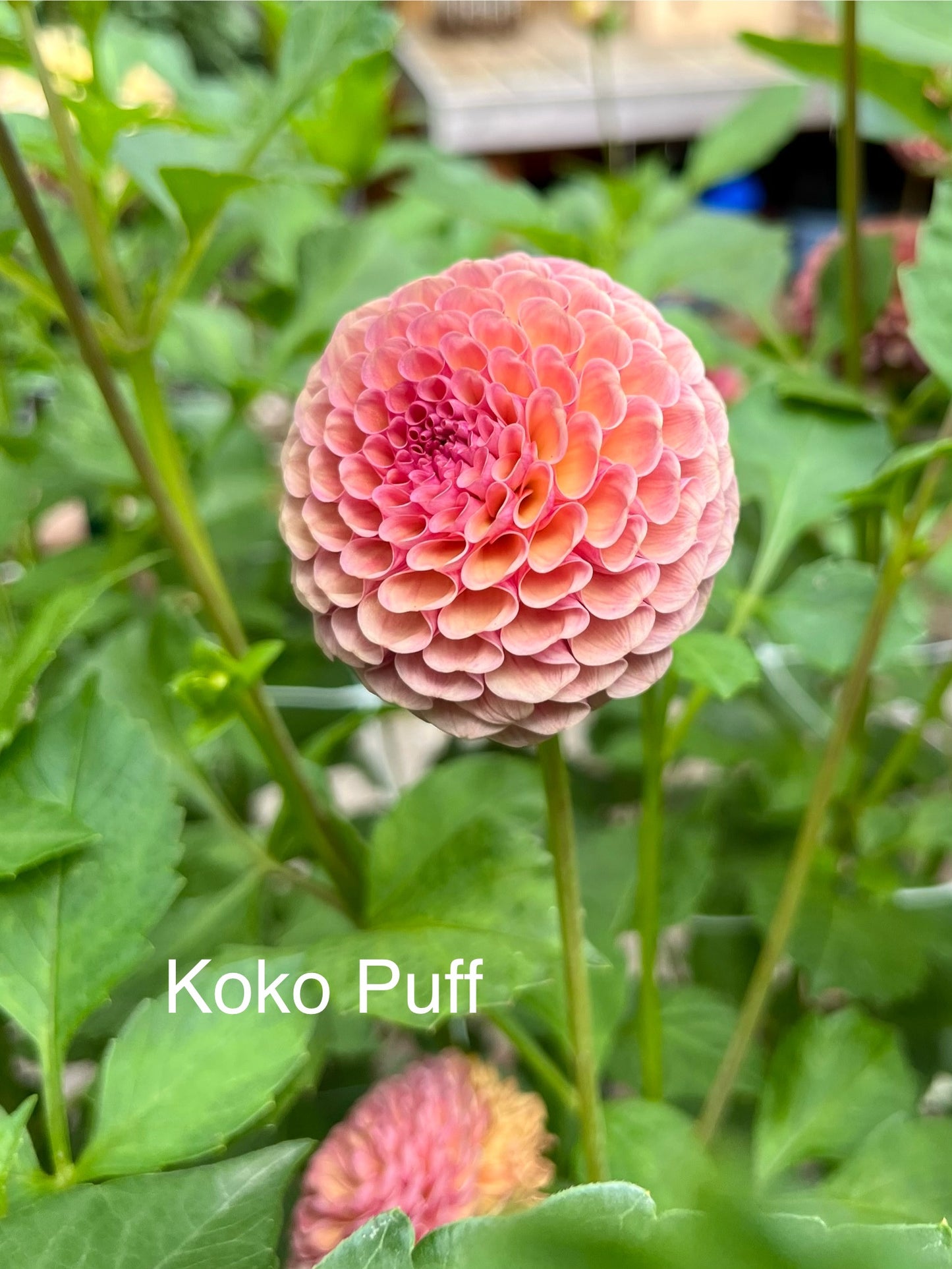 Koko Puff