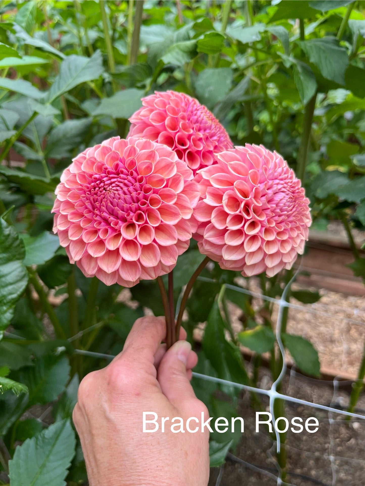 Bracken Rose