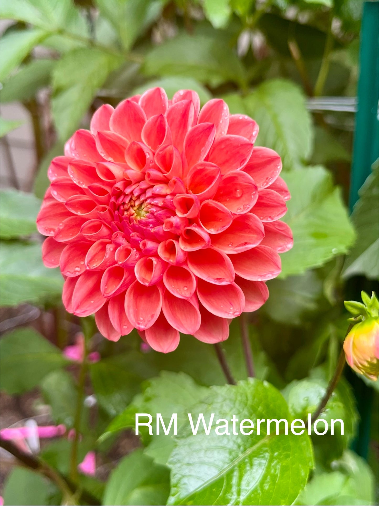 RM Watermelon Rooted Cutting - LOCAL PICK UP ONLY