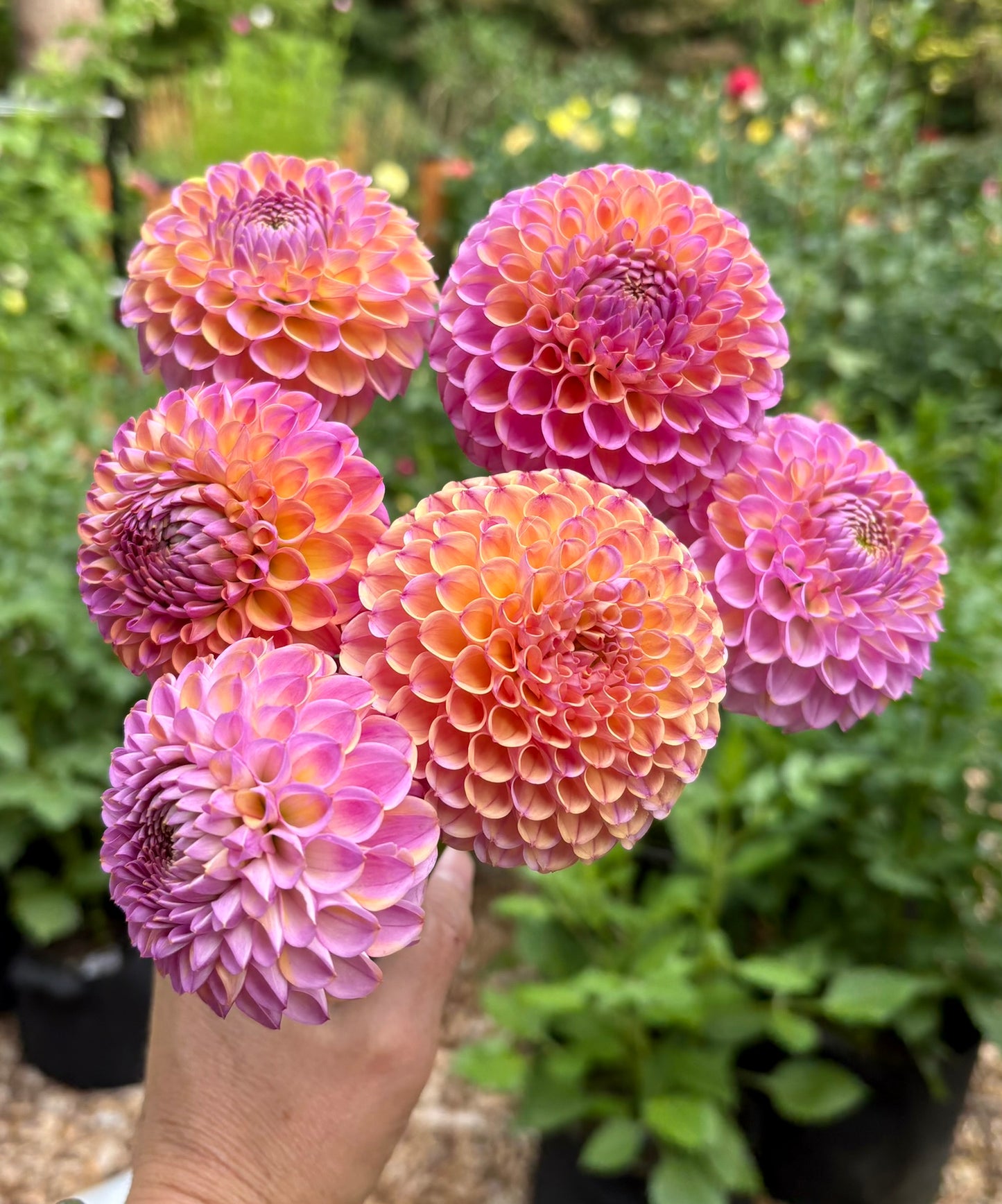 Mix Up 1: Coralie & Caitlin's Joy