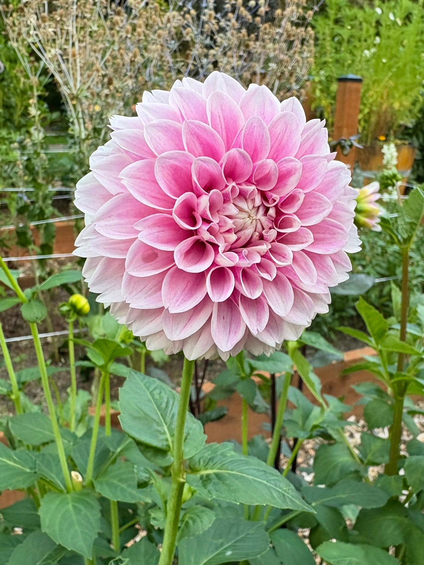 Marshmallow Baby Rooted Cutting - LOCAL PICK UP ONLY