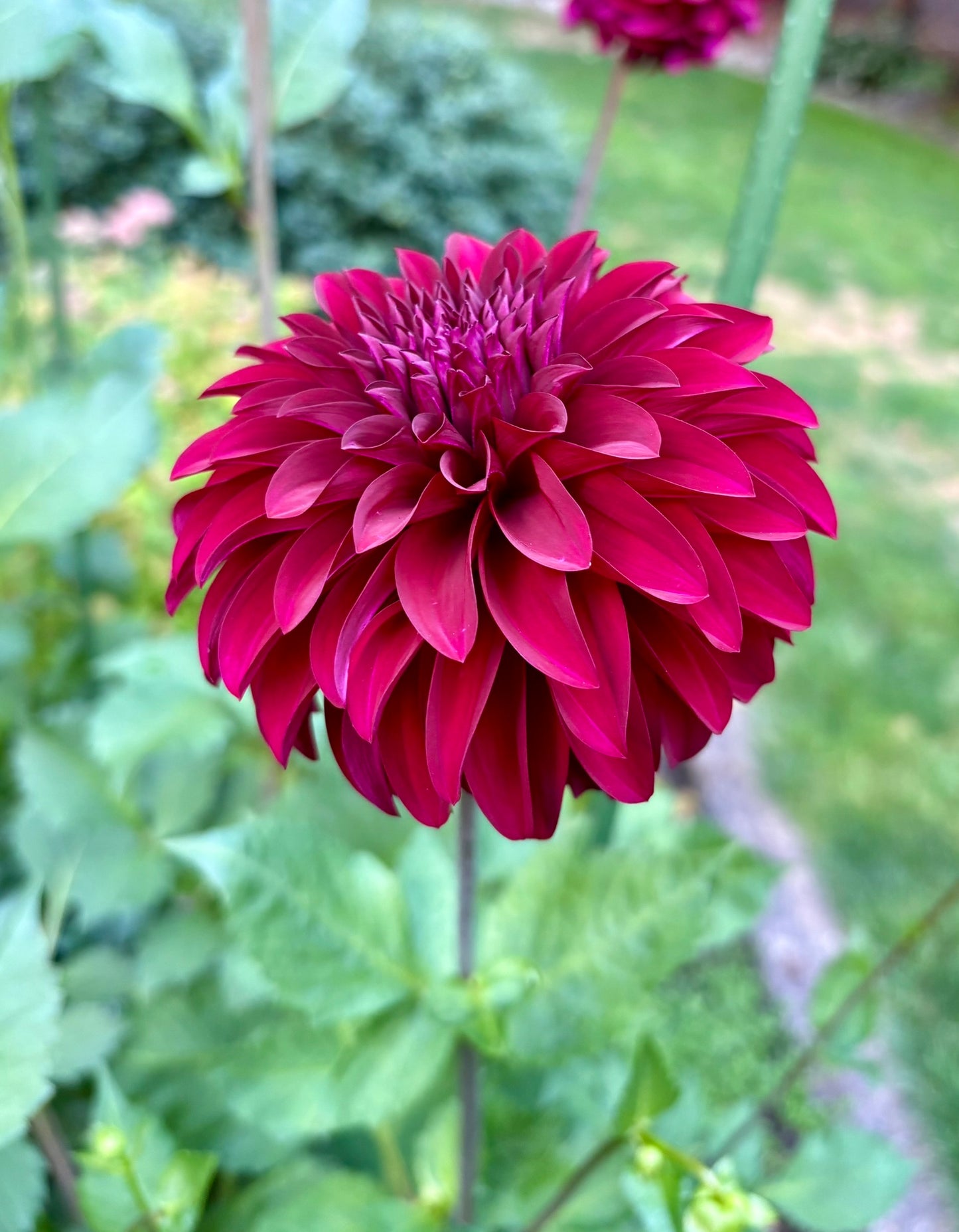 Woodlands Merinda Rooted Cutting - LOCAL PICK UP ONLY