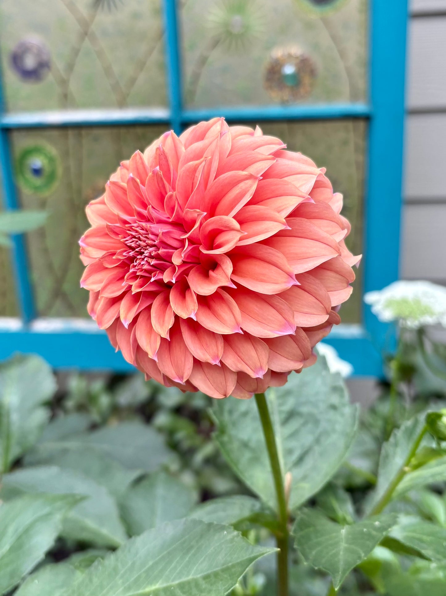 Peaches N Cream Solid Rooted Cutting - LOCAL PICK UP ONLY