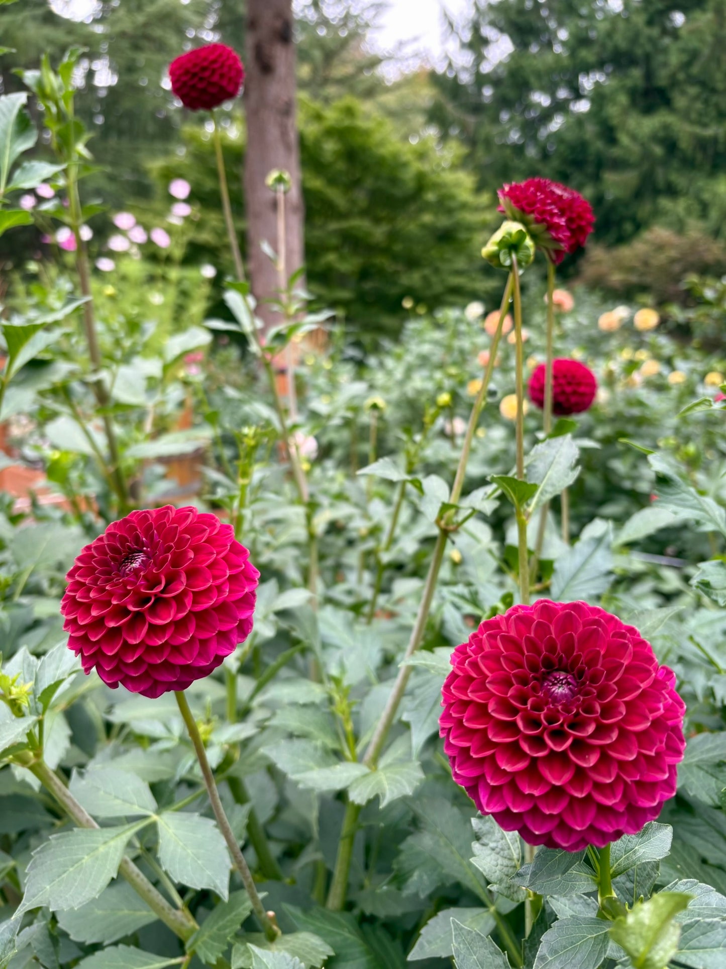 Kennedy Hill Luigi Rooted Cutting - LOCAL PICK UP ONLY