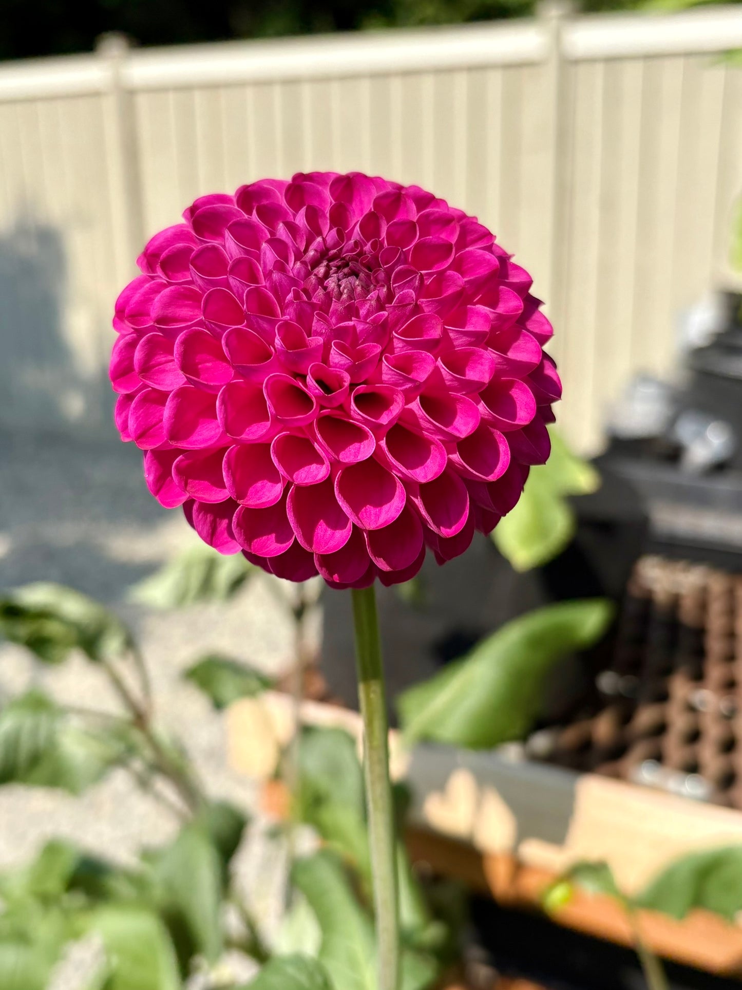 Bloomquist Refreshing Rooted Cutting - LOCAL PICK UP ONLY