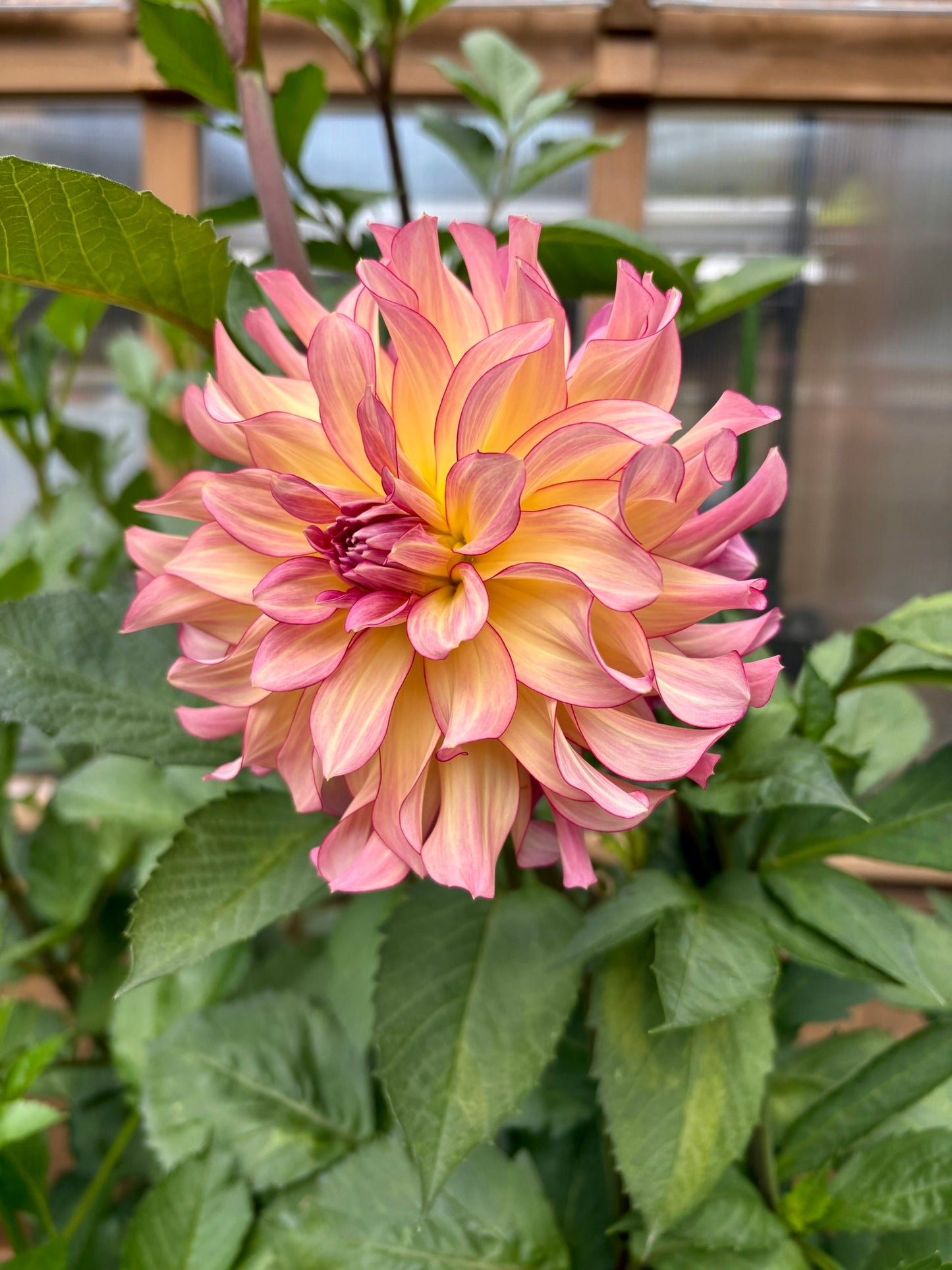 AC Twisp Rooted Cutting - LOCAL PICK UP ONLY