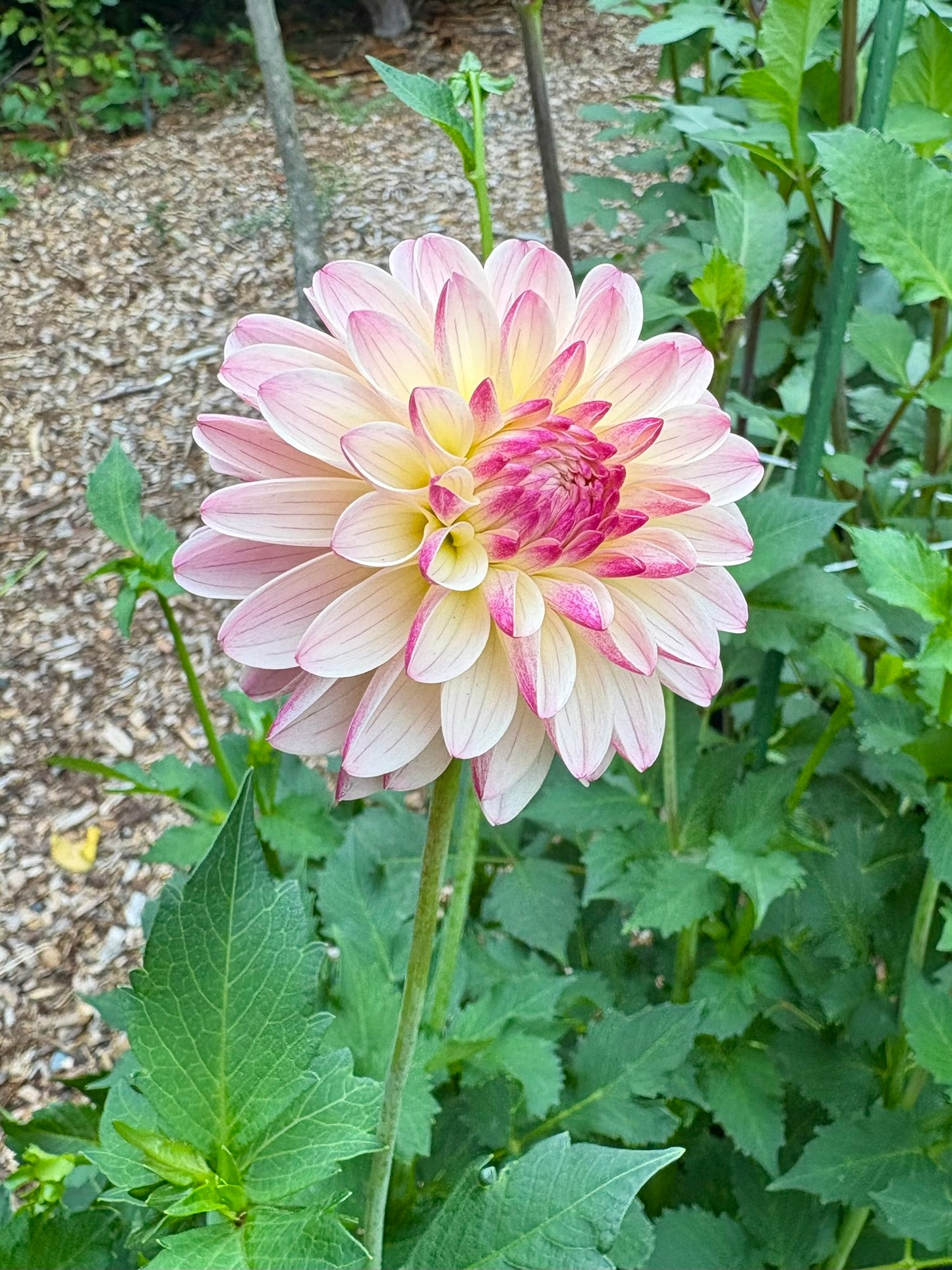Valley Porcupine Rooted Cutting - LOCAL PICK UP ONLY