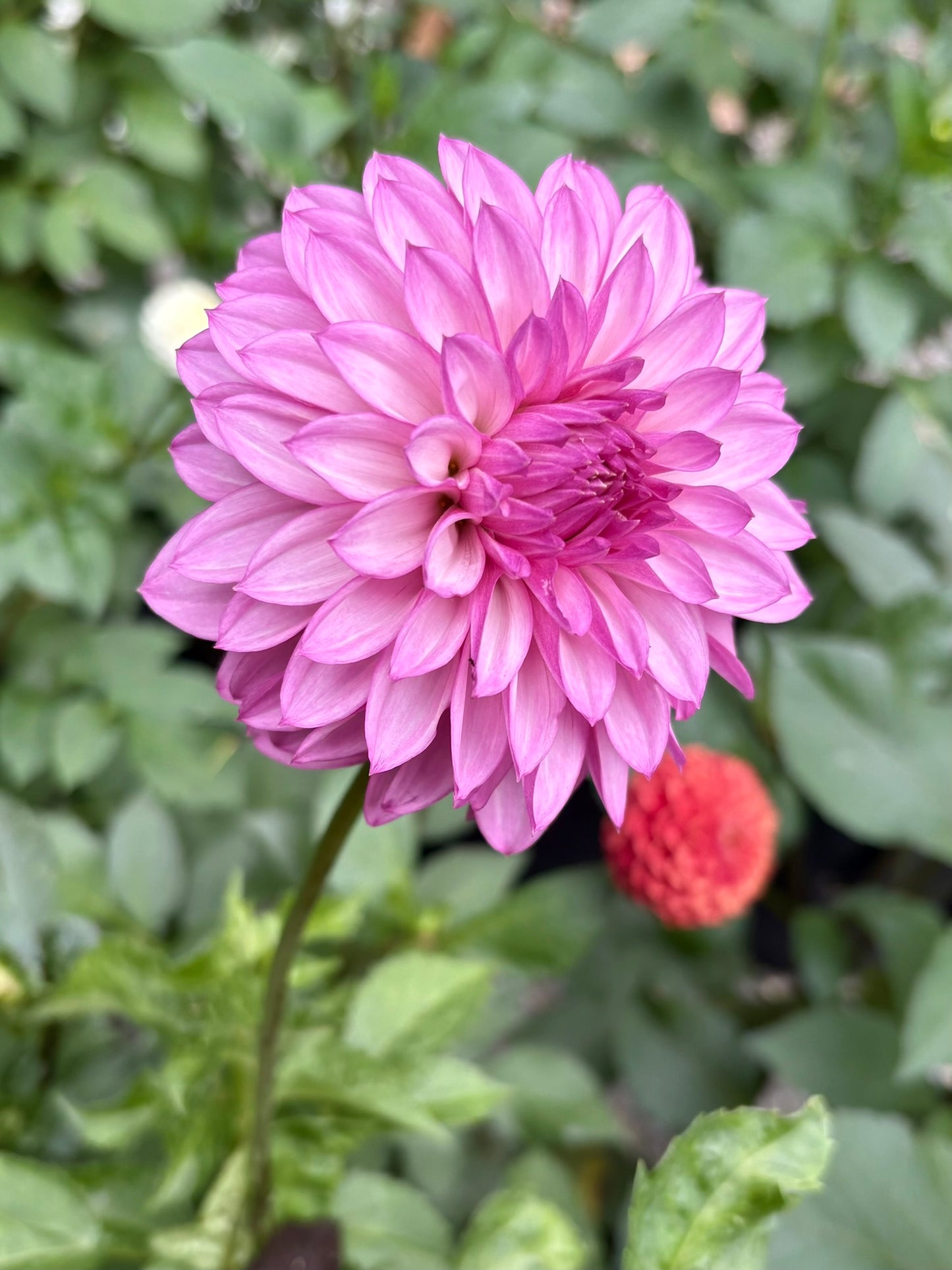 Bloomquist Bring Forth Rooted Cutting - LOCAL PICK UP ONLY