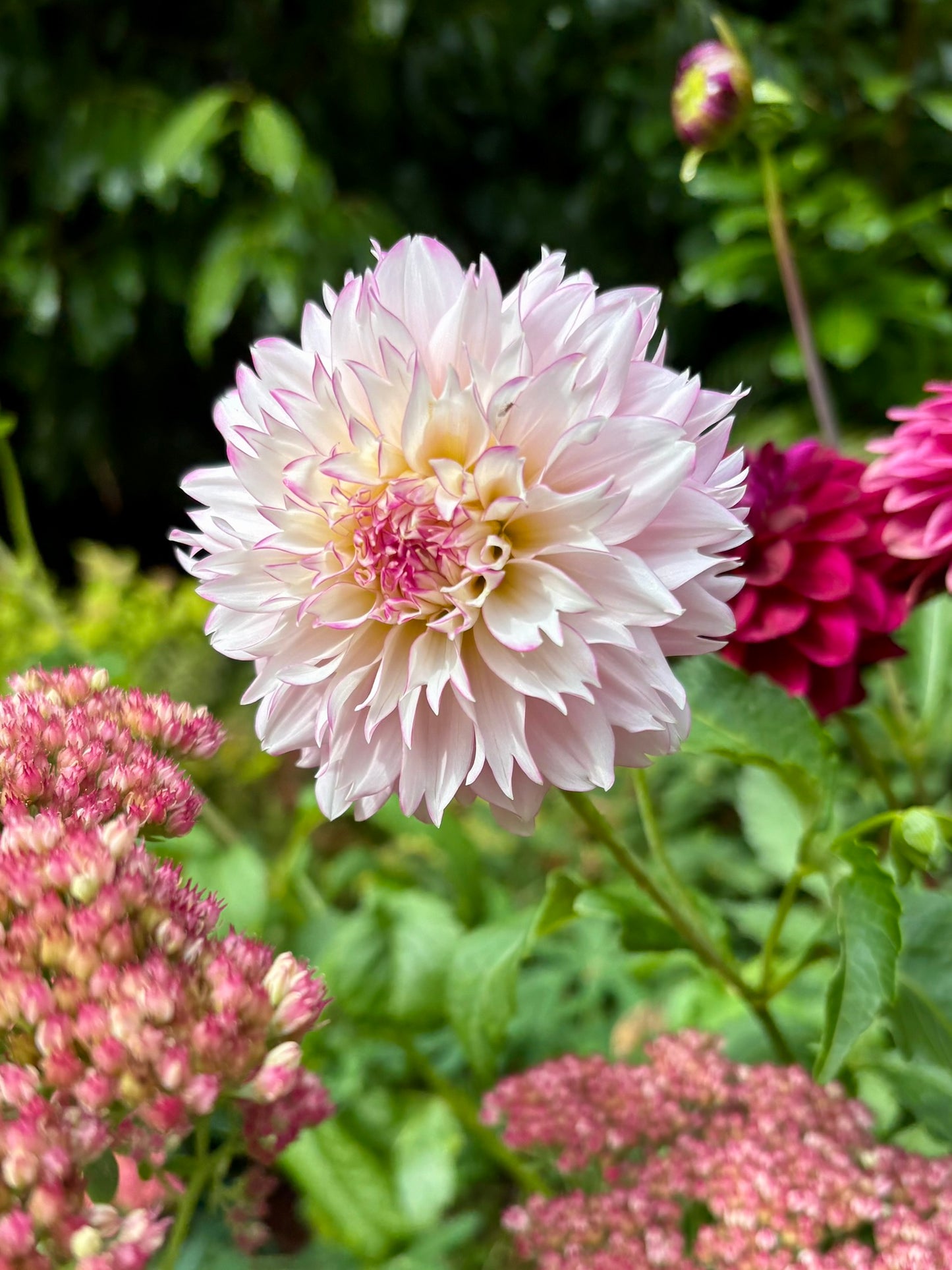 Hollyhill Pinkie Rooted Cutting - LOCAL PICK UP ONLY