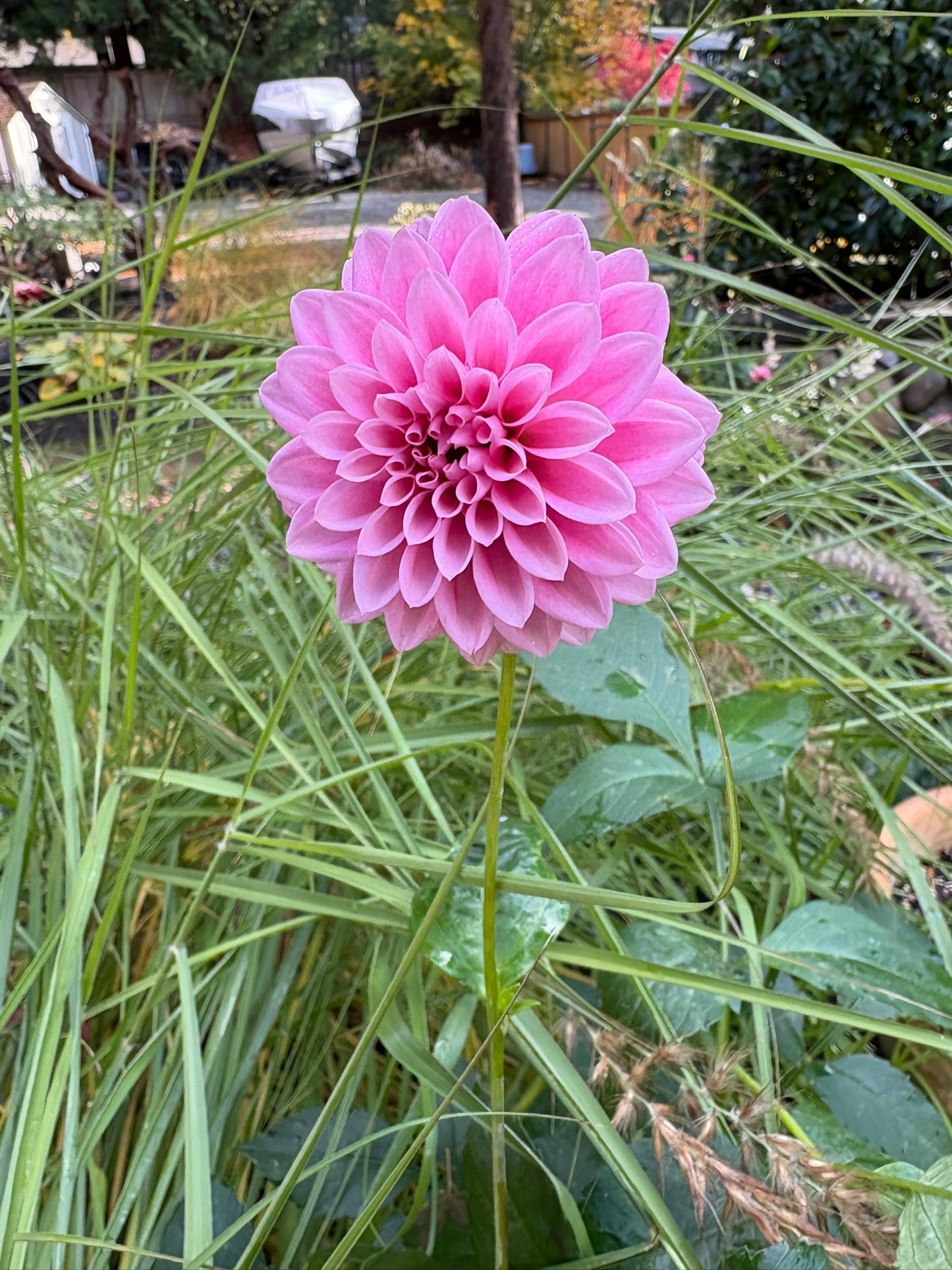 Lavadandy Rooted Cutting - LOCAL PICK UP ONLY