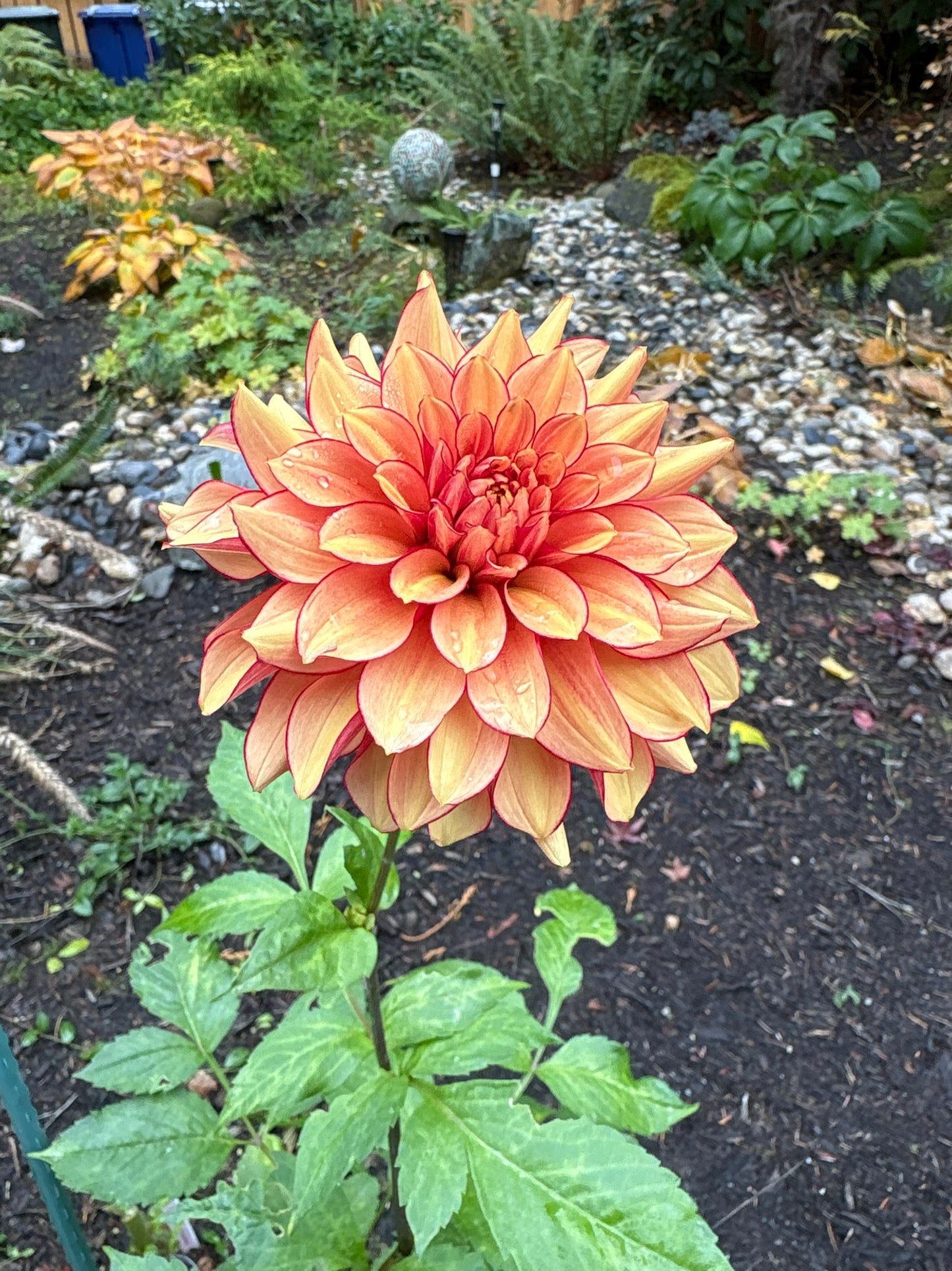 N-Force Rooted Cutting - LOCAL PICK UP ONLY