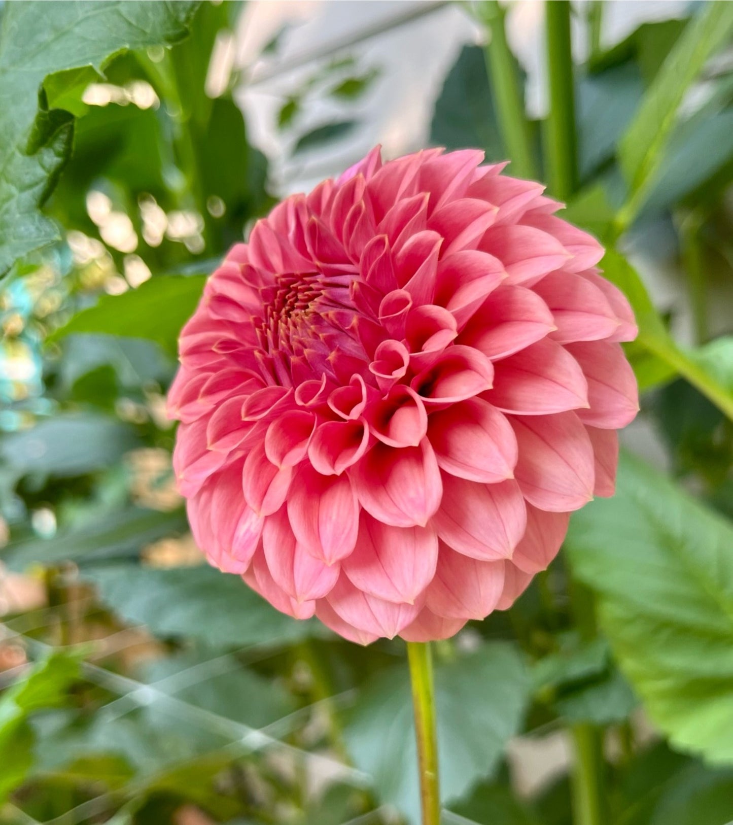 KA's® Keltie Rose Rooted Cutting - LOCAL PICK UP ONLY