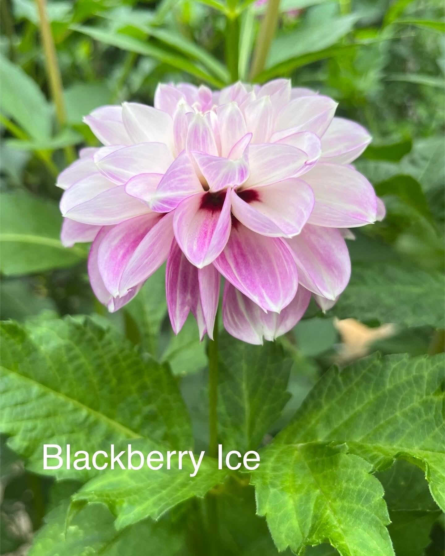 Blackberry Ice