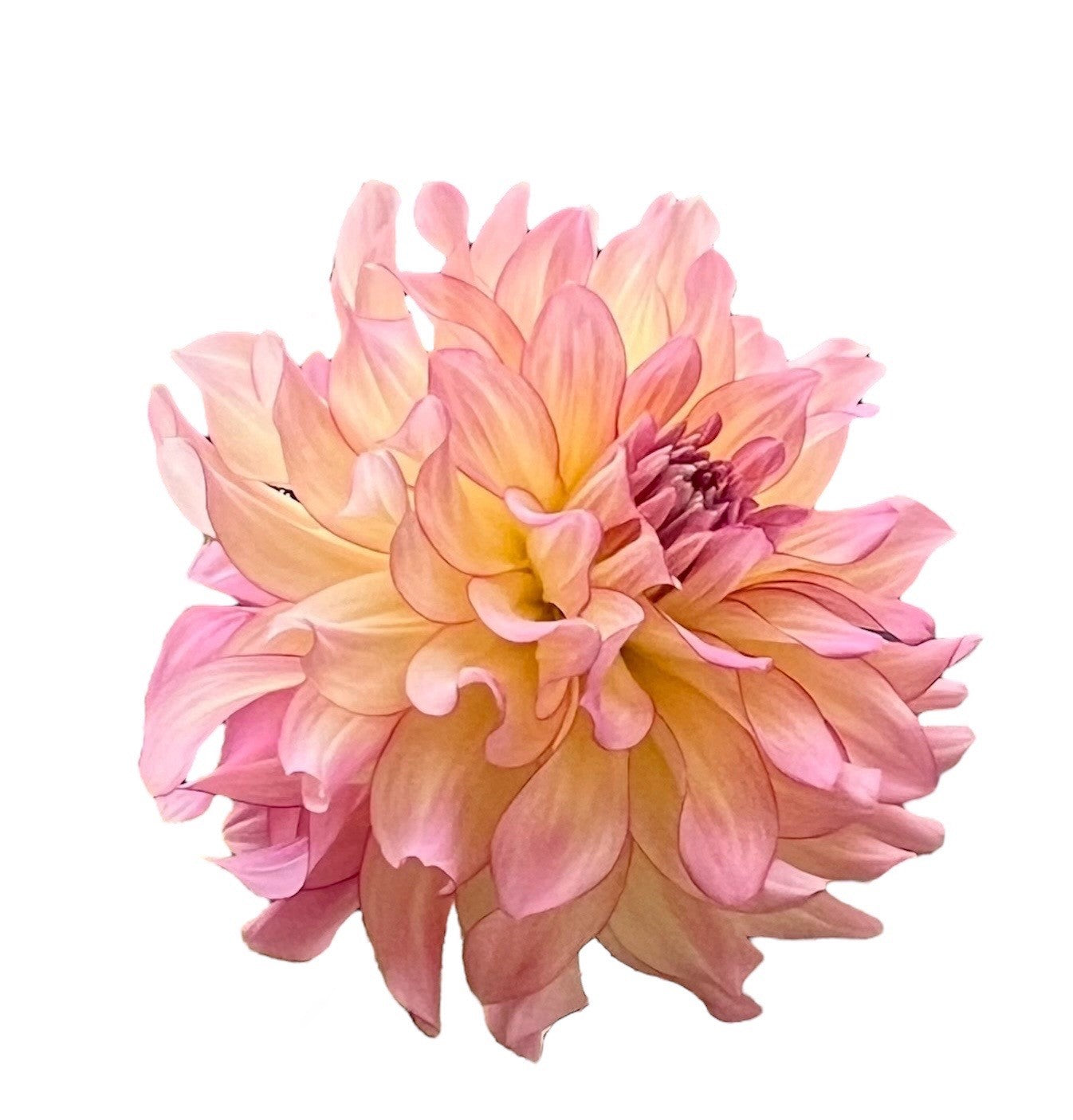 AC Twisp Rooted Cutting - LOCAL PICK UP ONLY