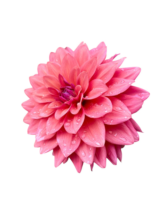 American Dawn Rooted Cutting - LOCAL PICK UP ONLY