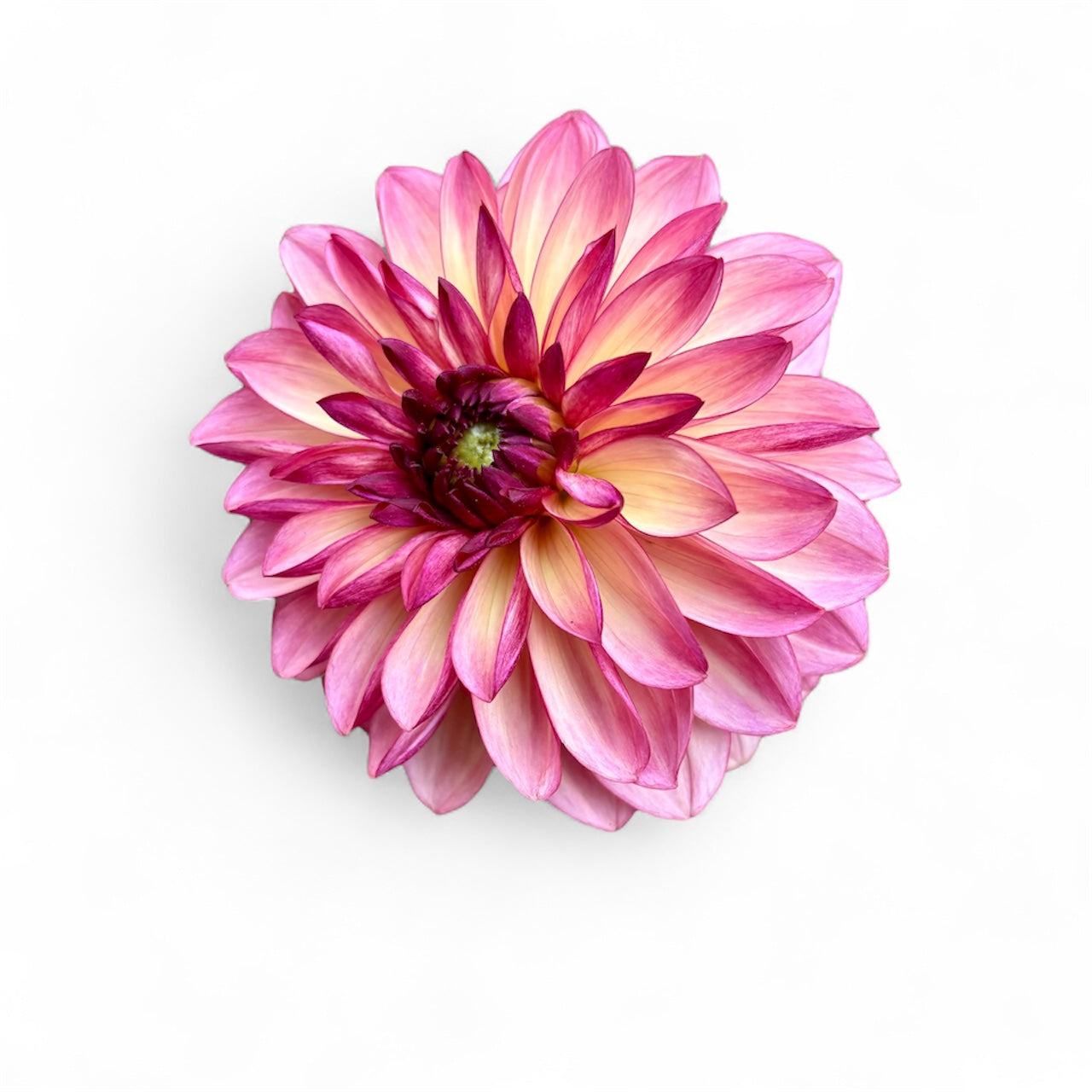 Bacardi Rooted Cutting - LOCAL PICK UP ONLY