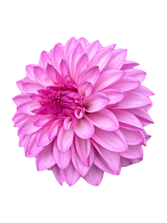 Bloomquist Bring Forth