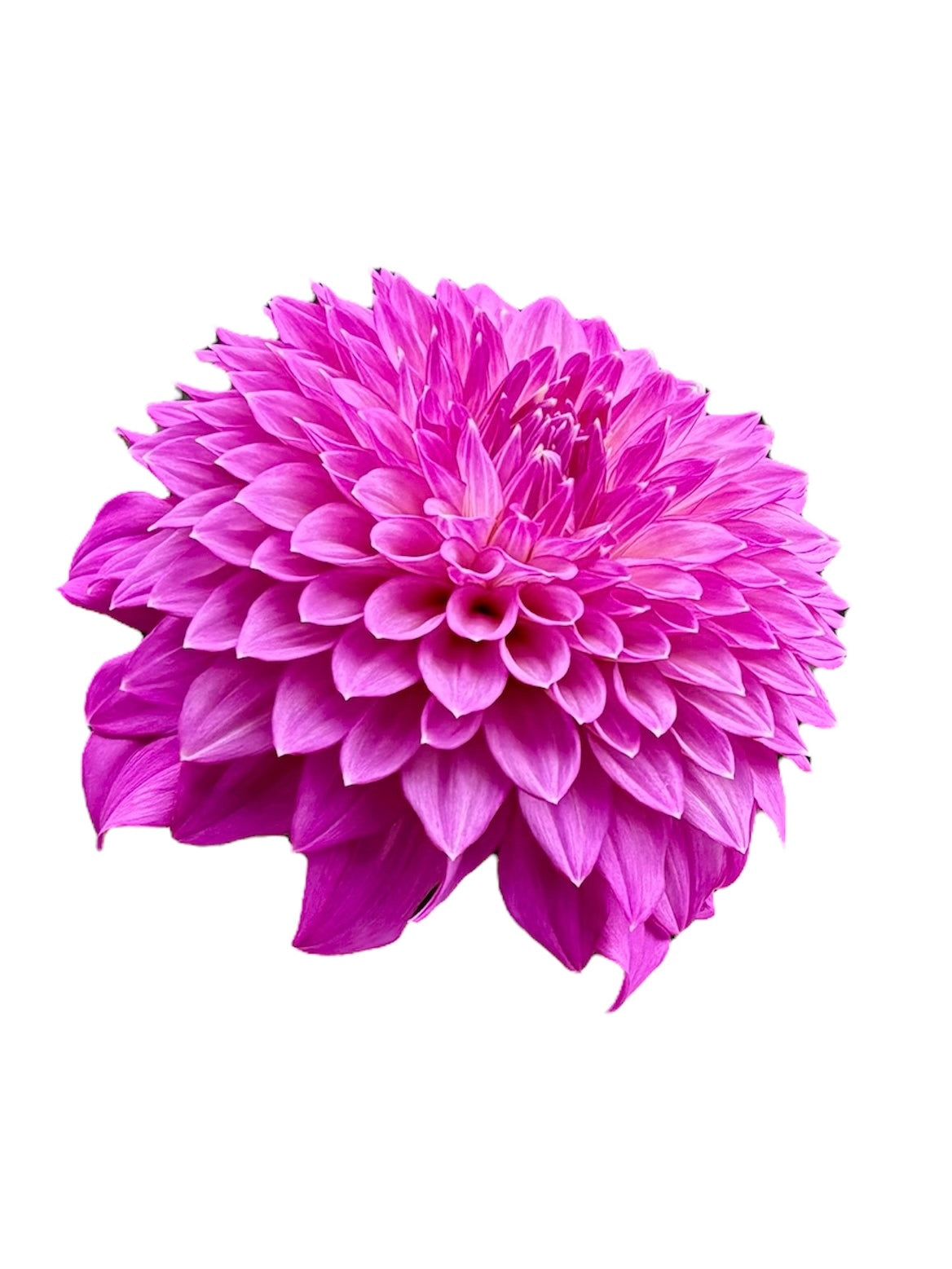 Bloomquist Clear Delight Rooted Cutting - LOCAL PICK UP ONLY