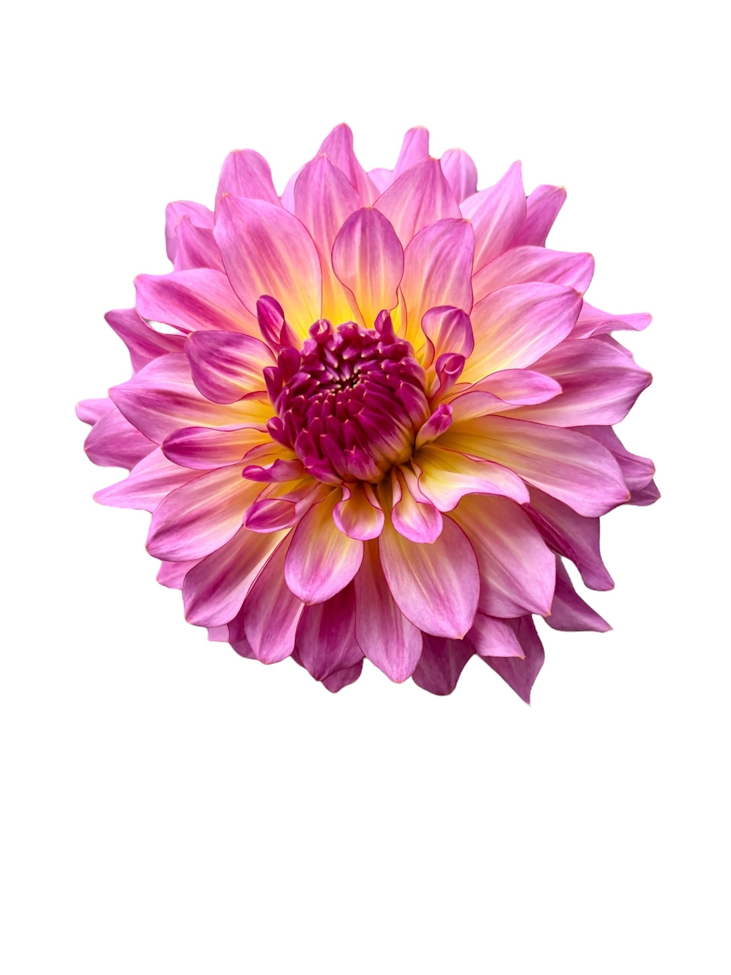 Bloomquist Cool Rooted Cutting - LOCAL PICK UP ONLY