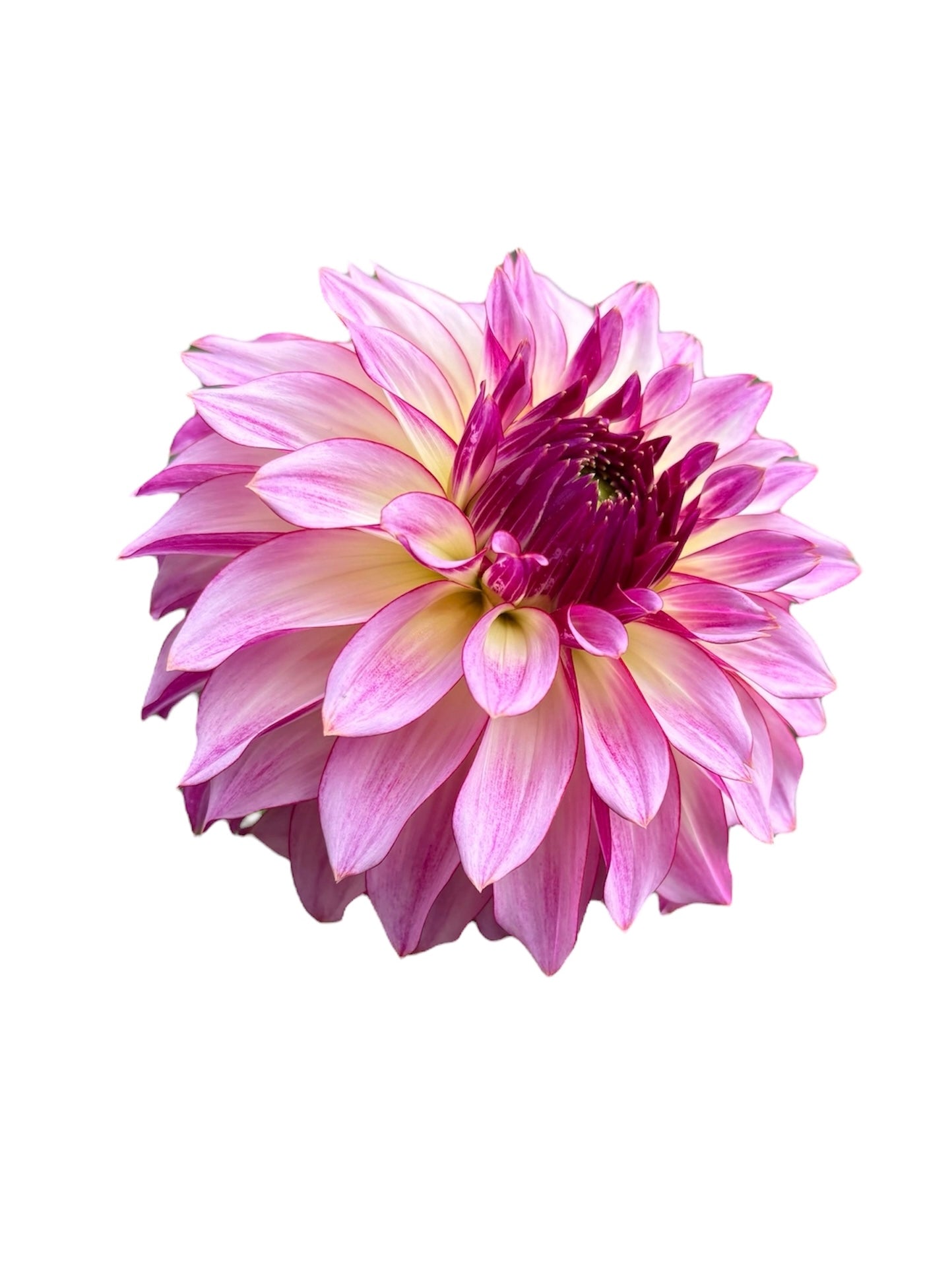 Bloomquist Jody Lynn