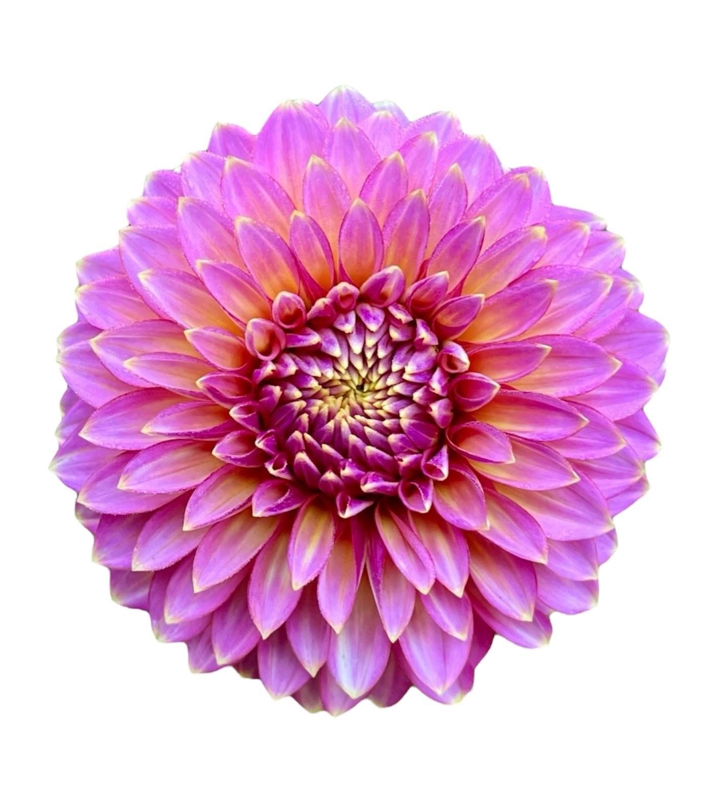 Bloomquist Mojo Rooted Cutting - LOCAL PICK UP ONLY