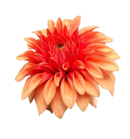 Bloomquist Pleasing Rooted Cutting - LOCAL PICK UP ONLY