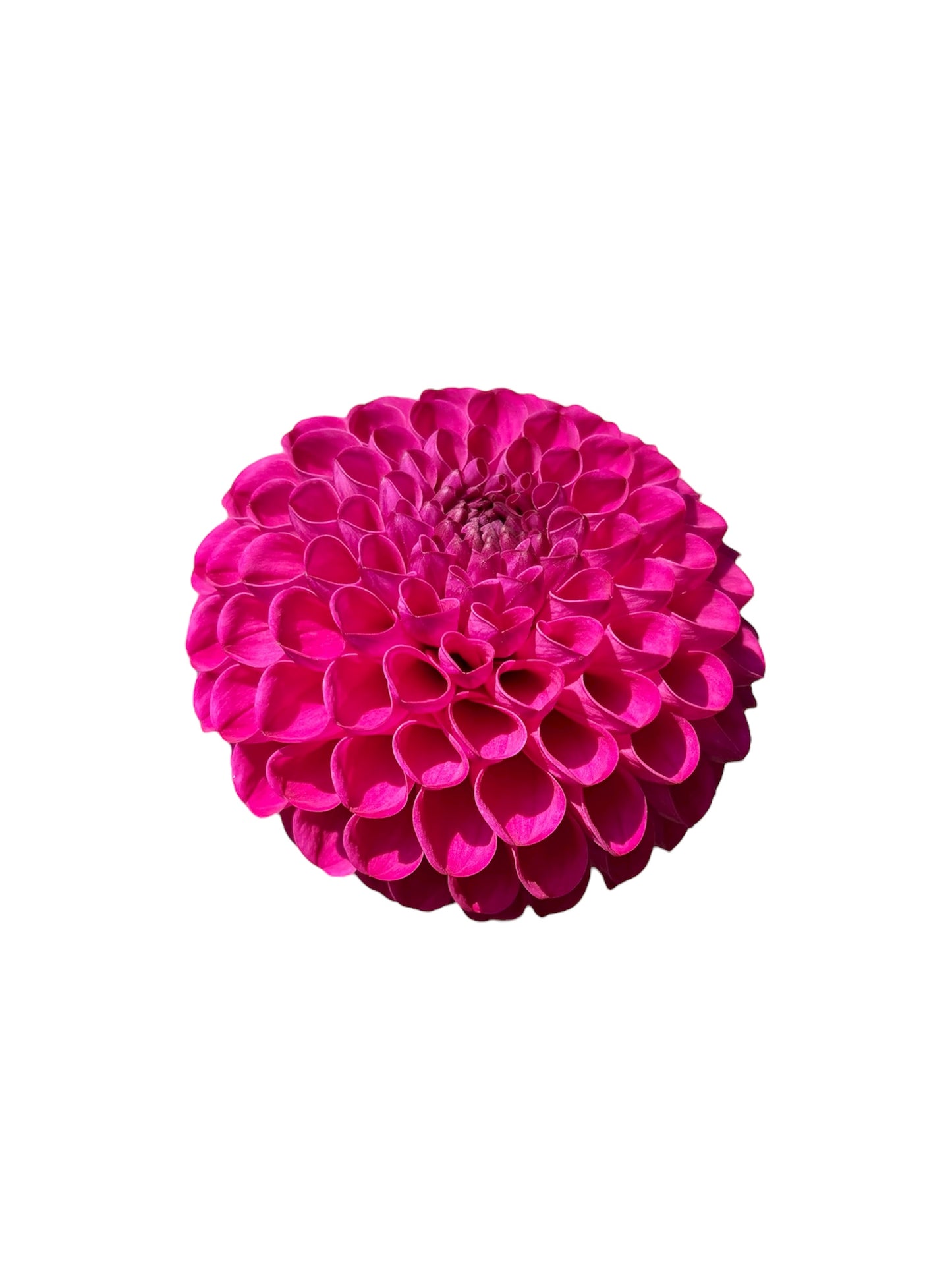 Bloomquist Refreshing Rooted Cutting - LOCAL PICK UP ONLY