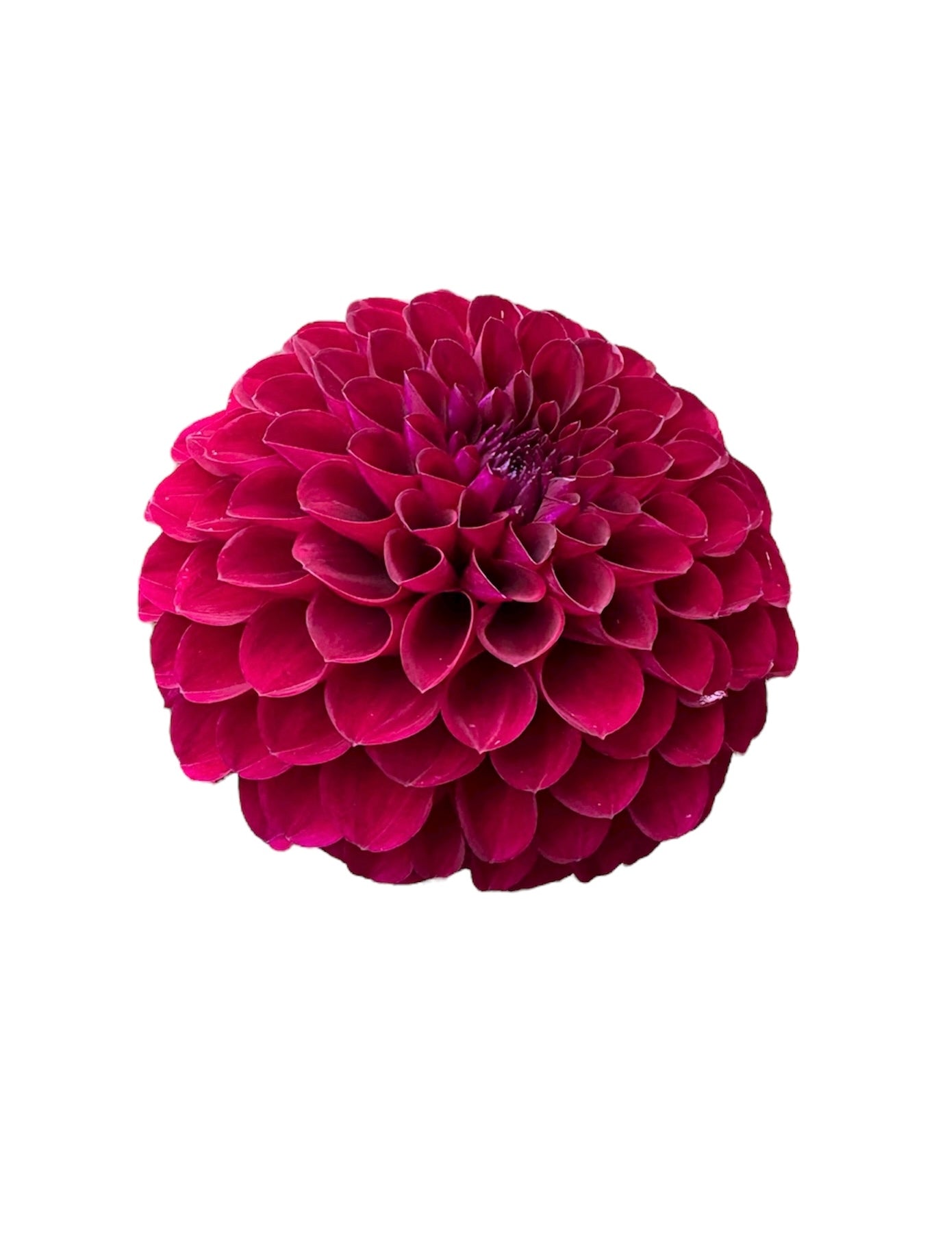 Chimacum Troy Rooted Cutting - LOCAL PICK UP ONLY