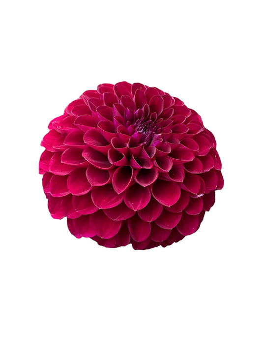 Chimacum Troy Rooted Cutting - LOCAL PICK UP ONLY