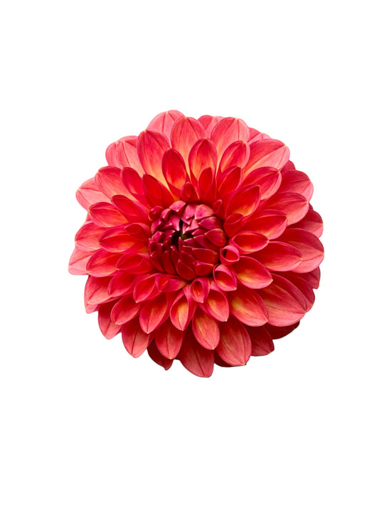 Chimacum Nadjae Rooted Cutting - LOCAL PICK UP ONLY