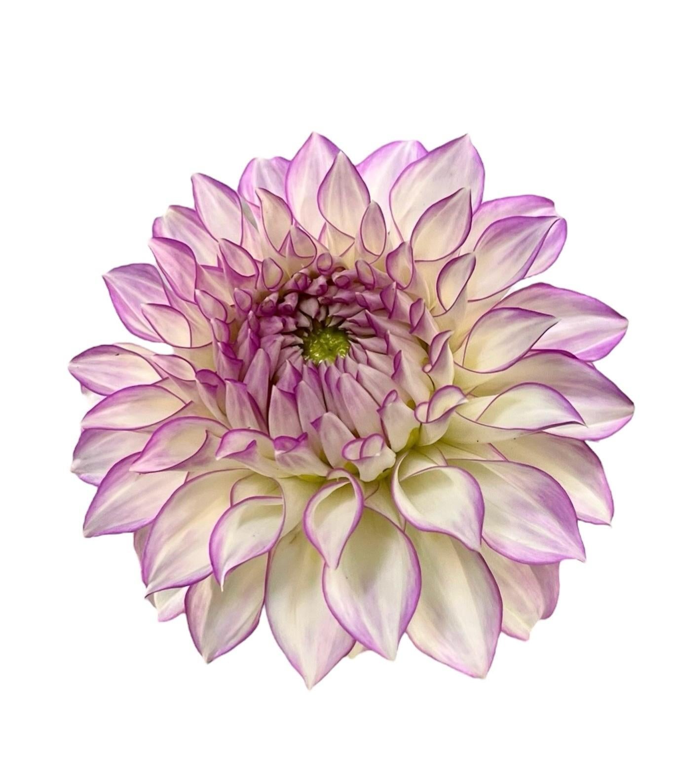 Clearview Debby Rooted Cutting - LOCAL PICK UP ONLY