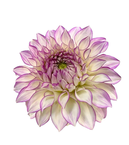 Clearview Debby Rooted Cutting - LOCAL PICK UP ONLY