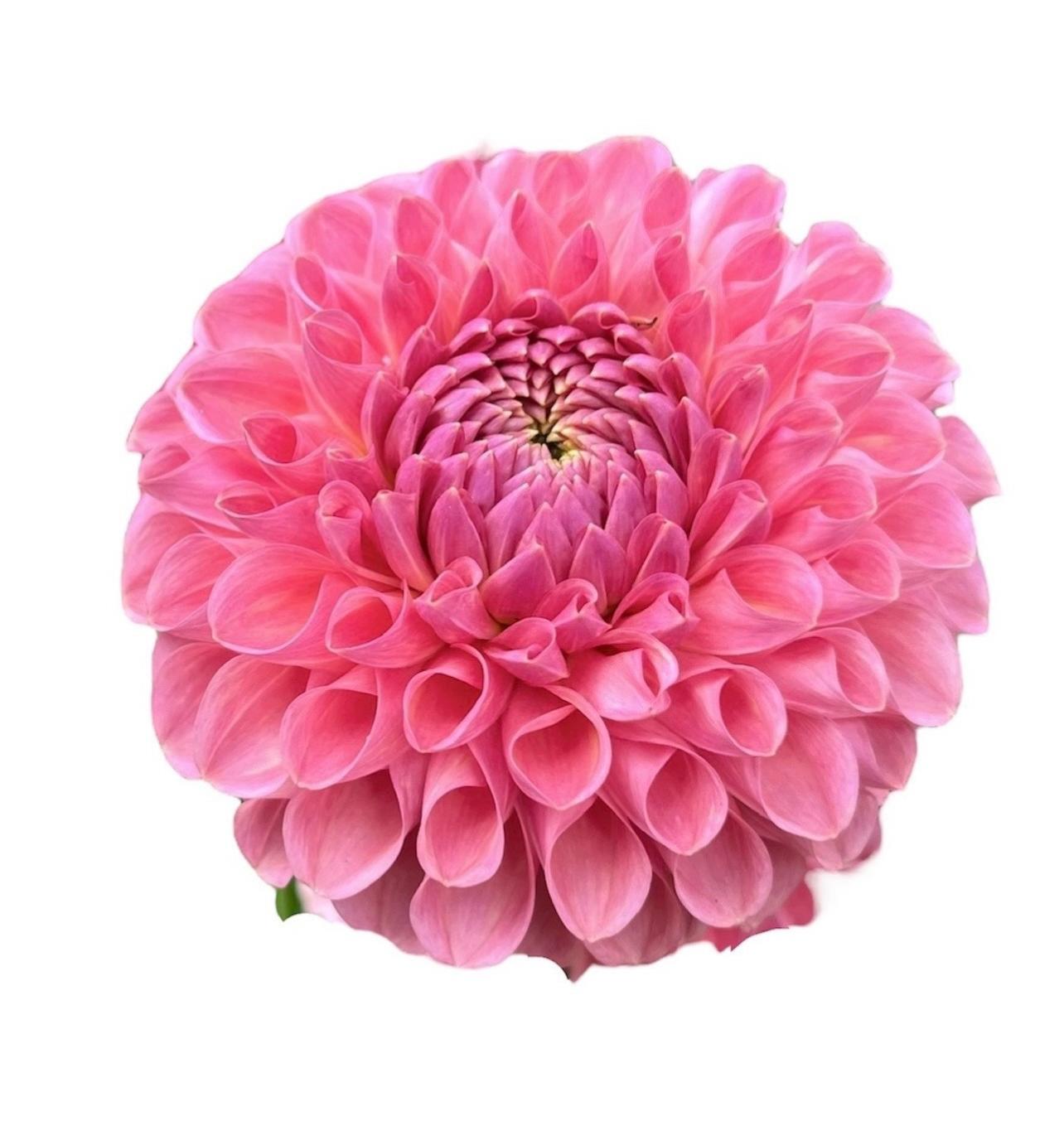 Mix Up 2: Clearview Peachy & Larks Ebbe