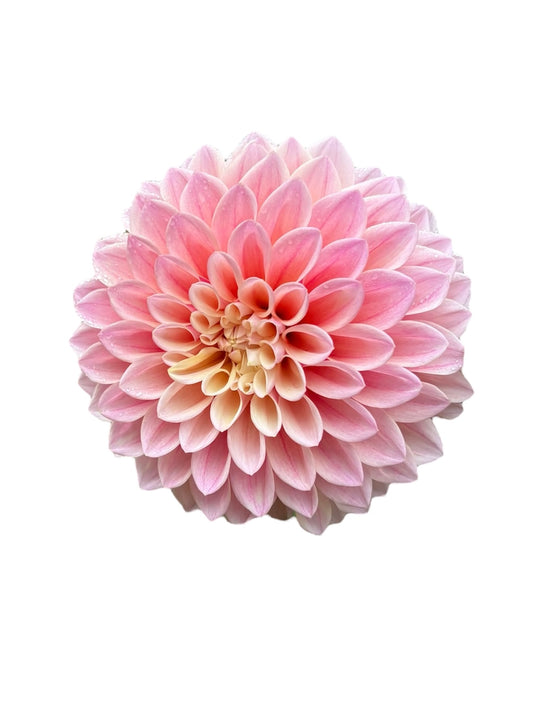 Mix Up 1:  Coralie & Caitlin's Joy