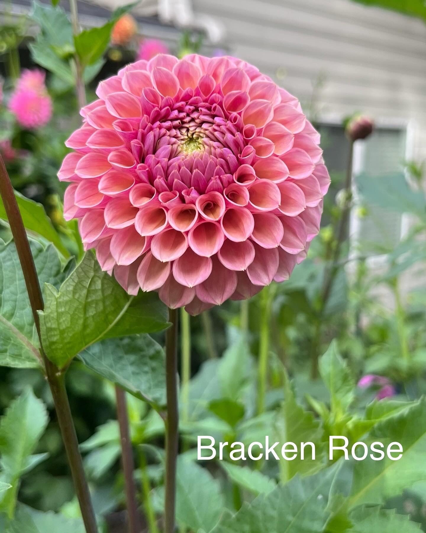 Bracken Rose Rooted Cutting - LOCAL PICK UP ONLY