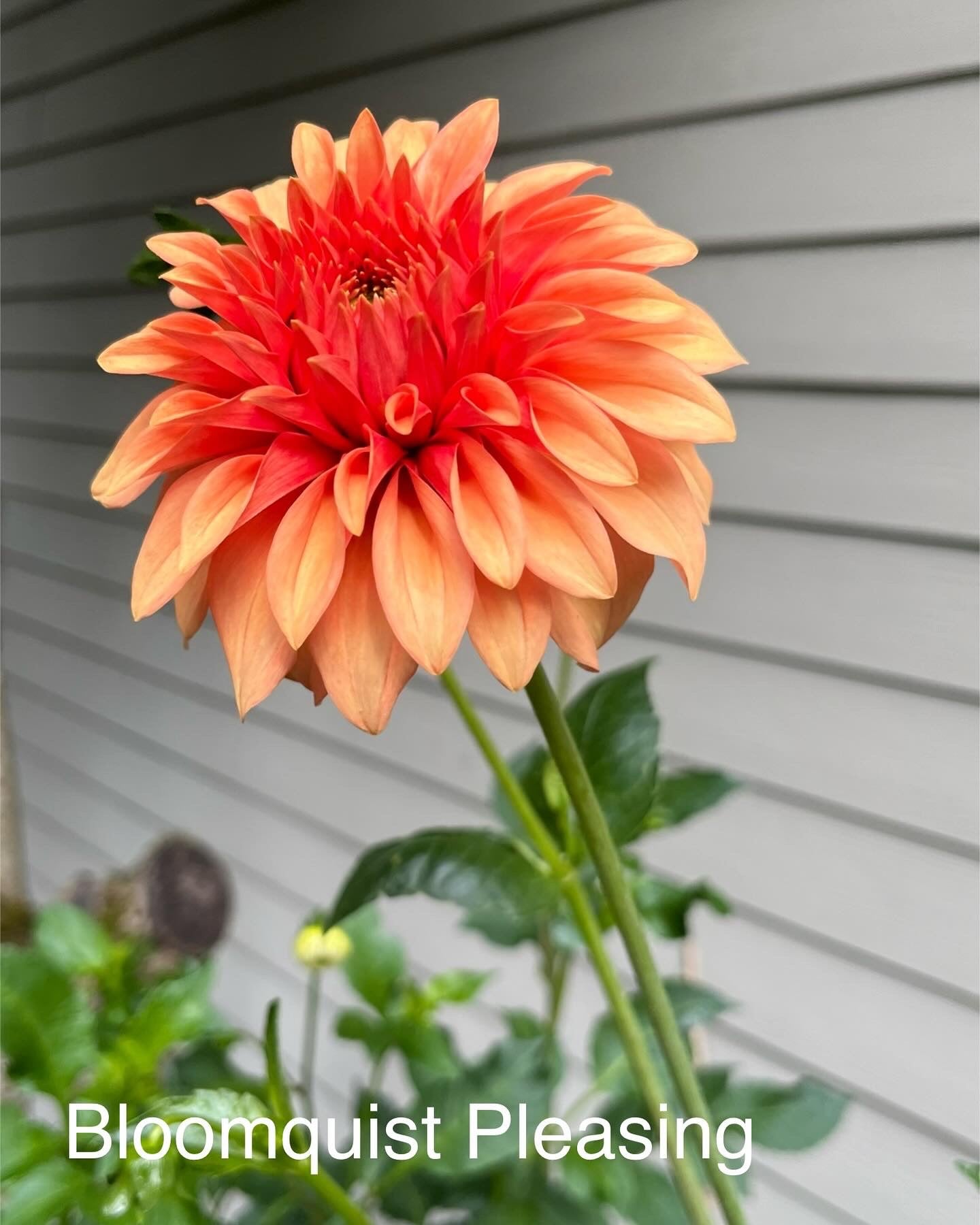 Bloomquist Pleasing Rooted Cutting - LOCAL PICK UP ONLY