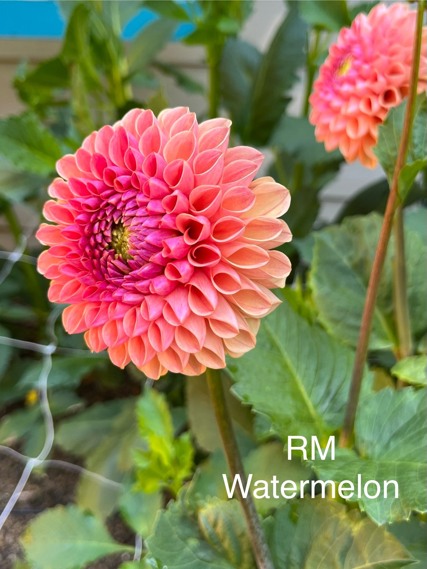 RM Watermelon Rooted Cutting - LOCAL PICK UP ONLY