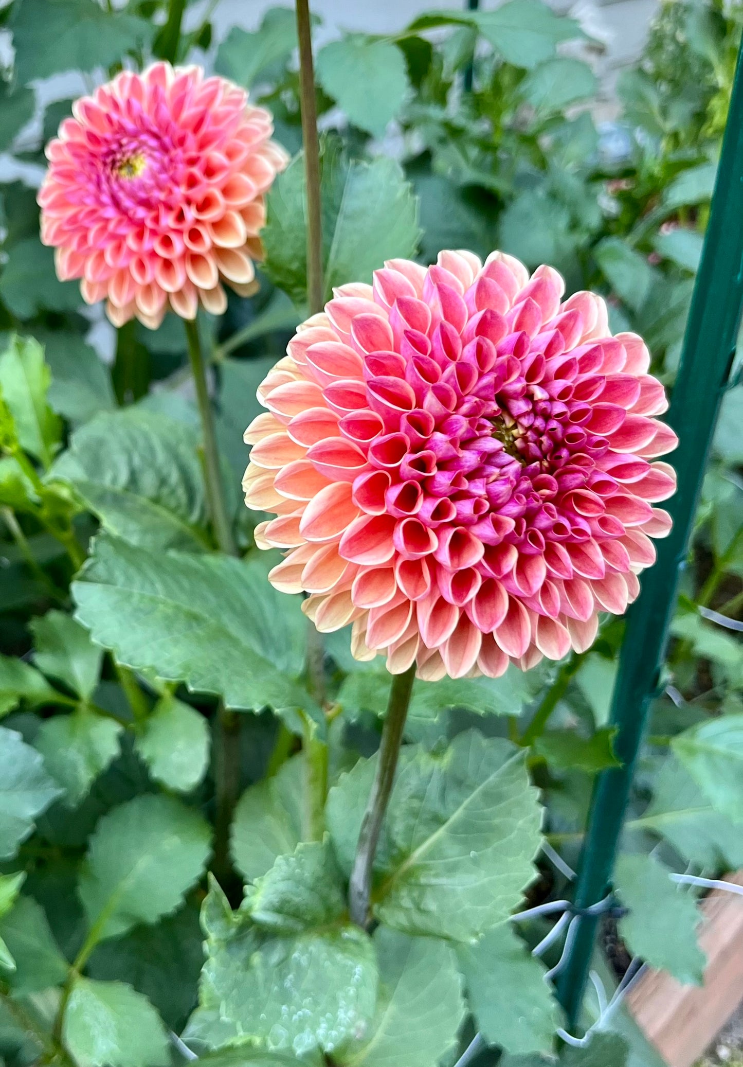 RM Watermelon Rooted Cutting - LOCAL PICK UP ONLY