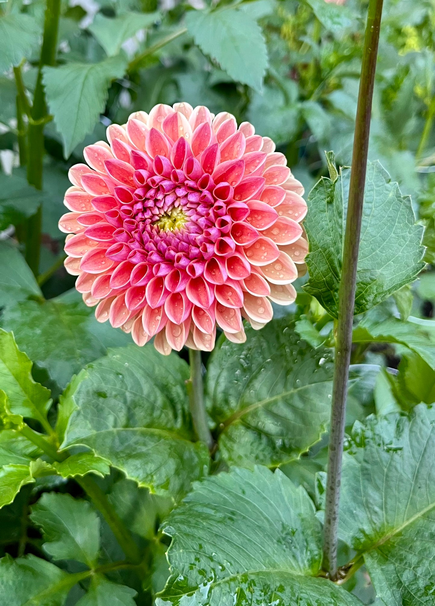RM Watermelon Rooted Cutting - LOCAL PICK UP ONLY