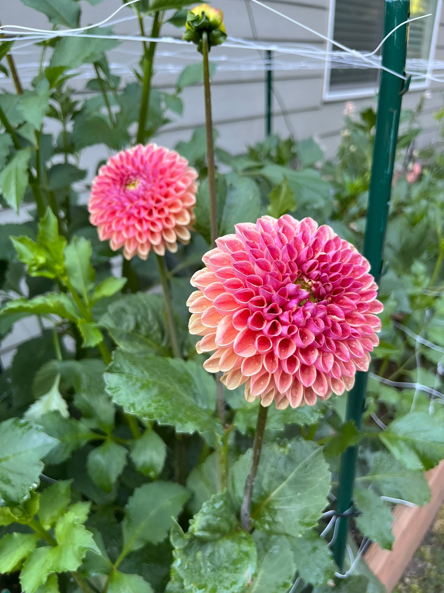 RM Watermelon Rooted Cutting - LOCAL PICK UP ONLY