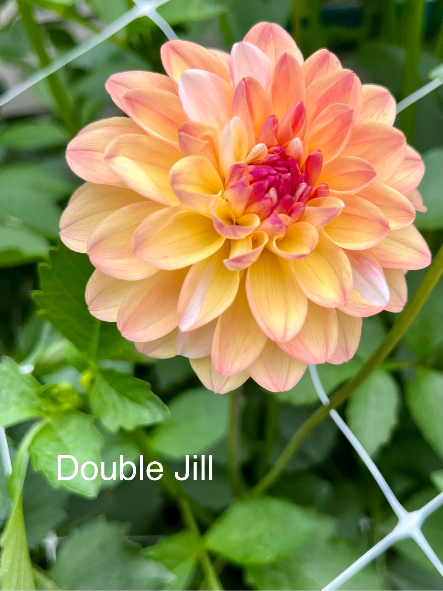 Double Jill