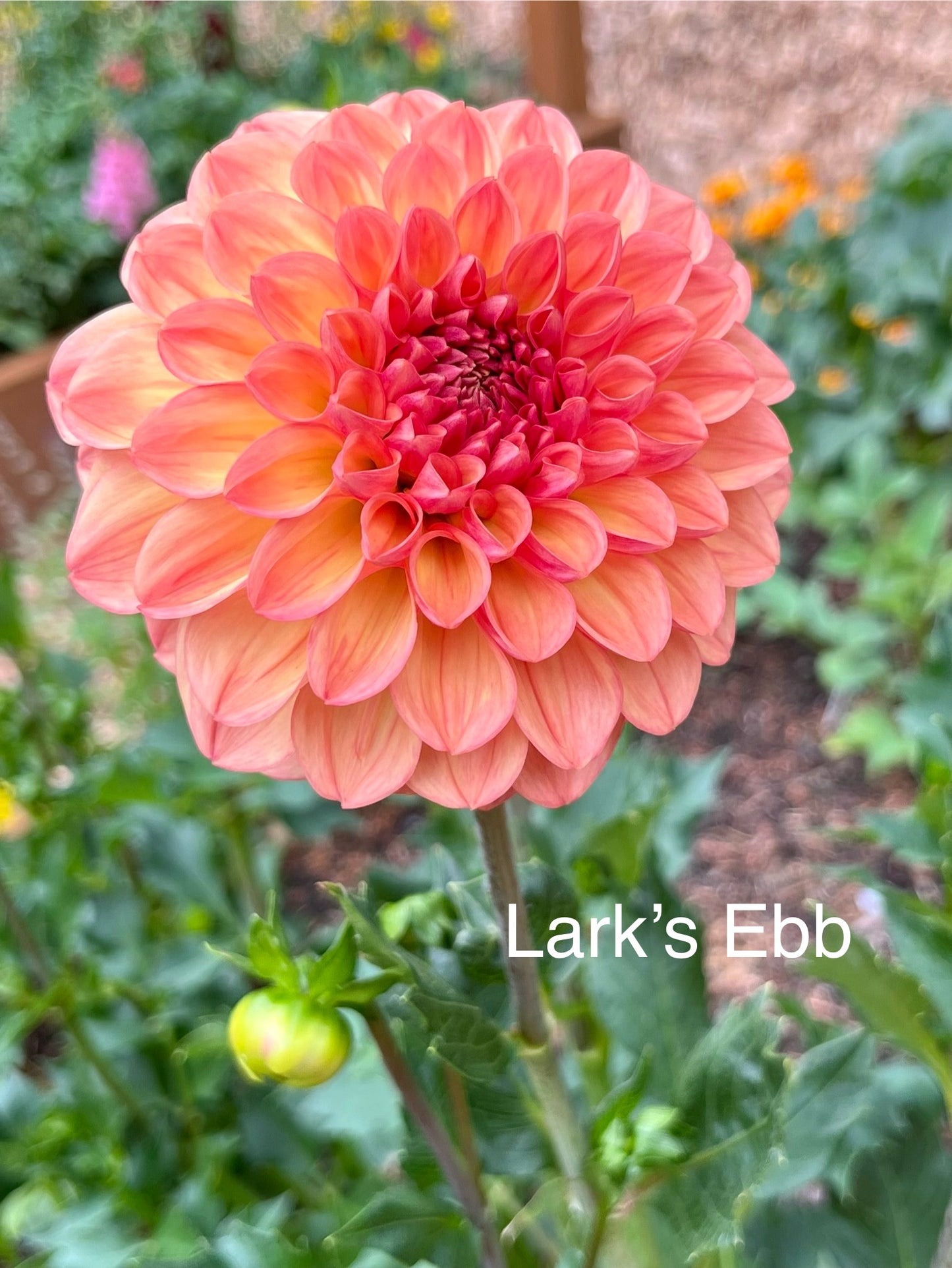 Lark's Ebbe