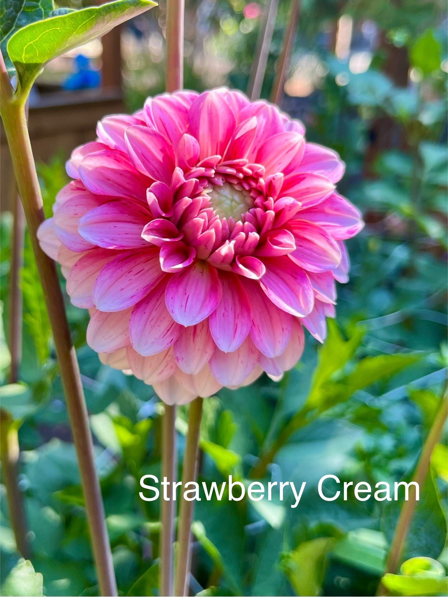 Strawberry Cream