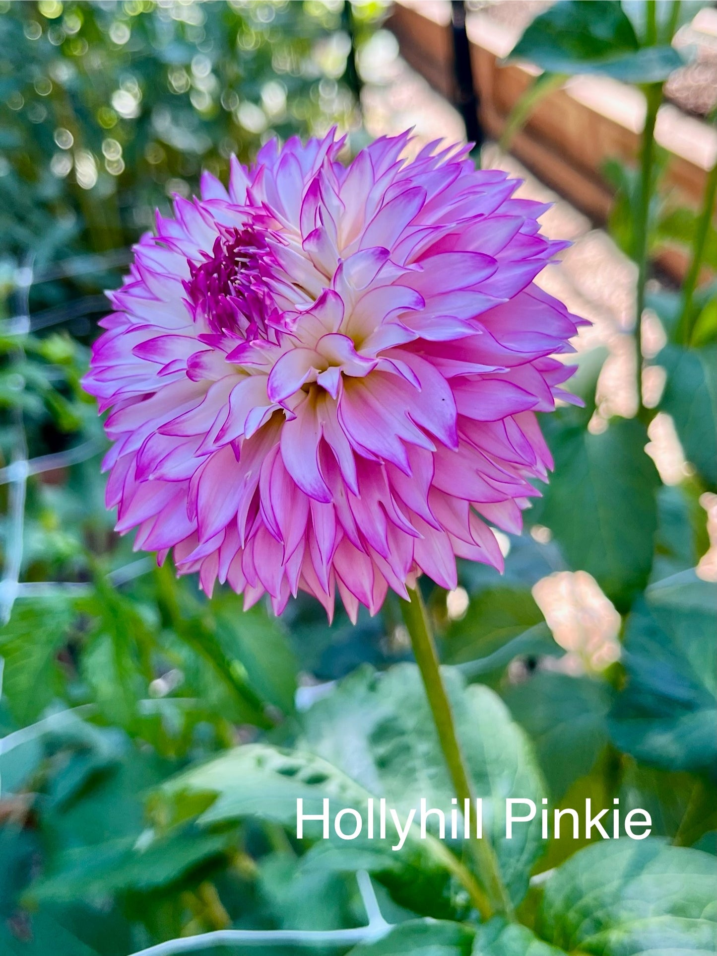 Hollyhill Pinkie