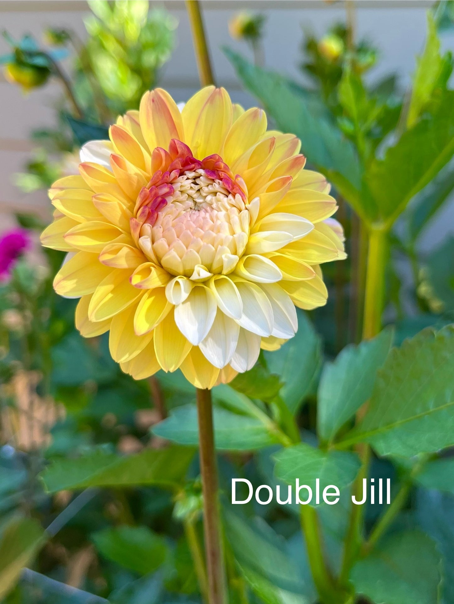 Double Jill