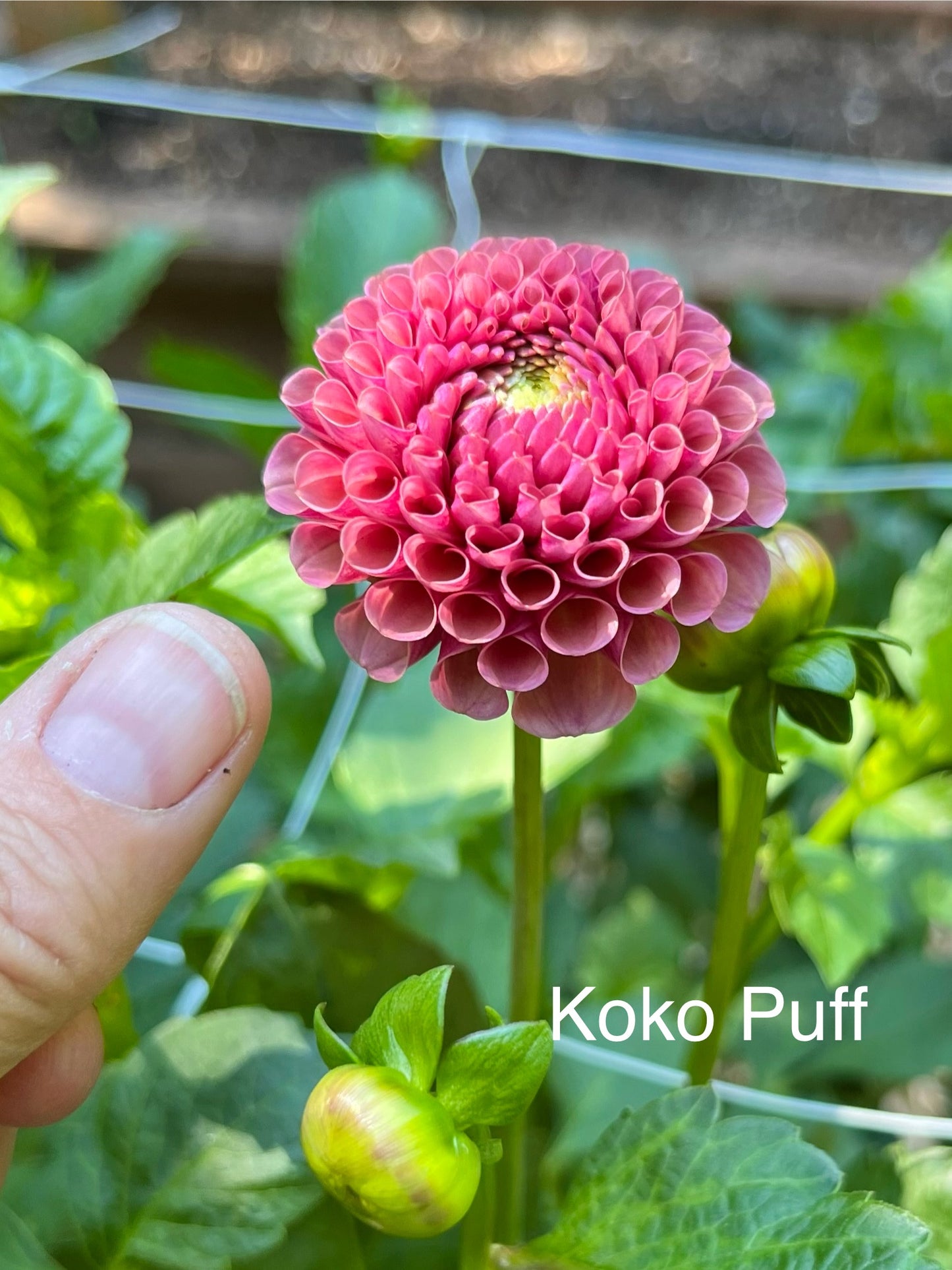 Koko Puff