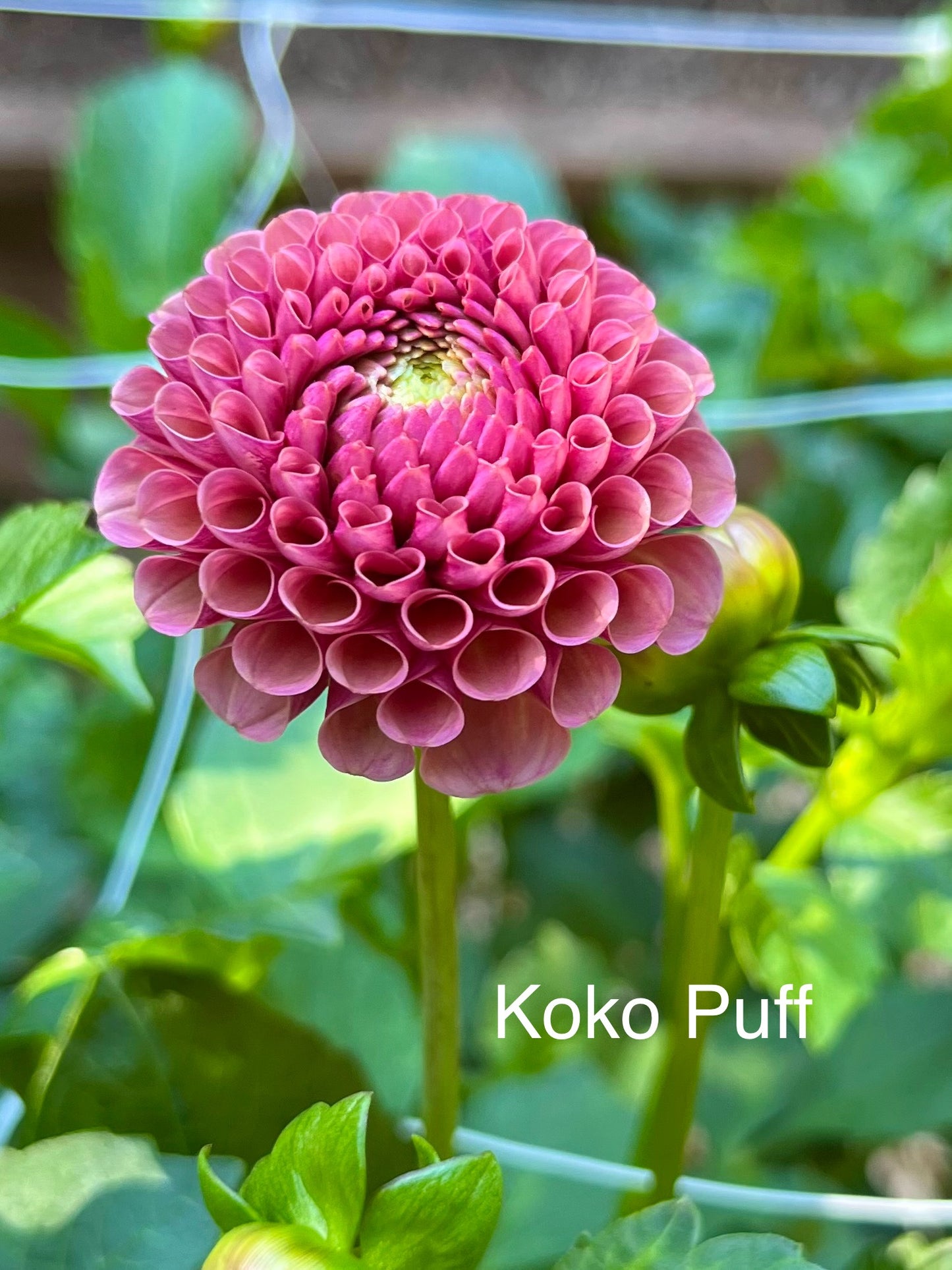 Koko Puff